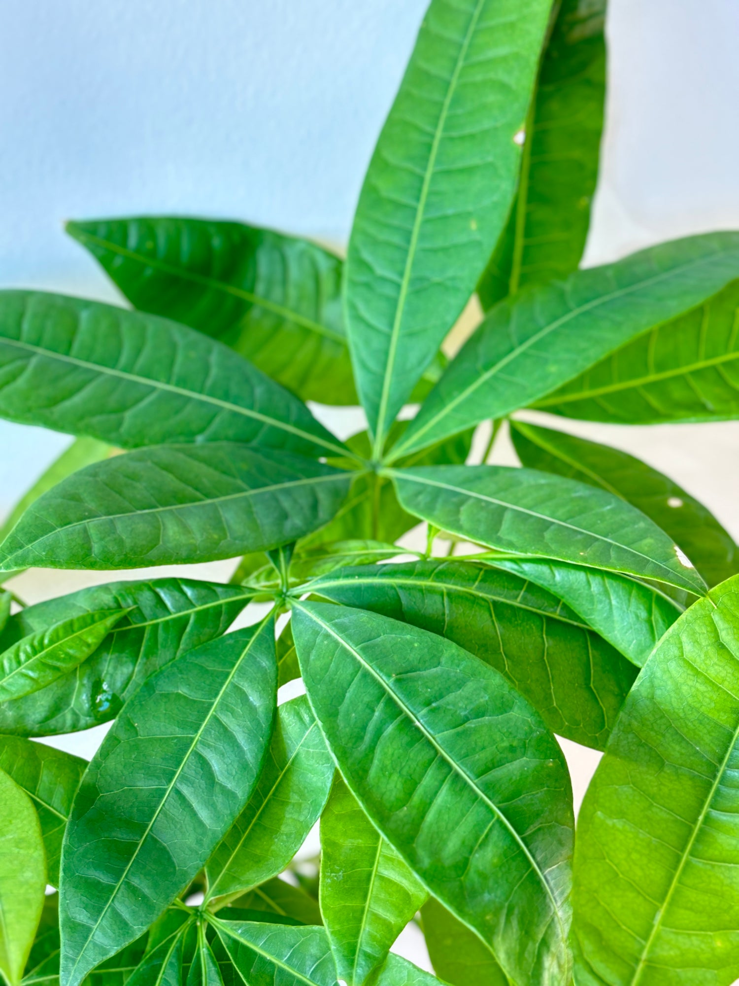 Money Tree Braided (Pachira)