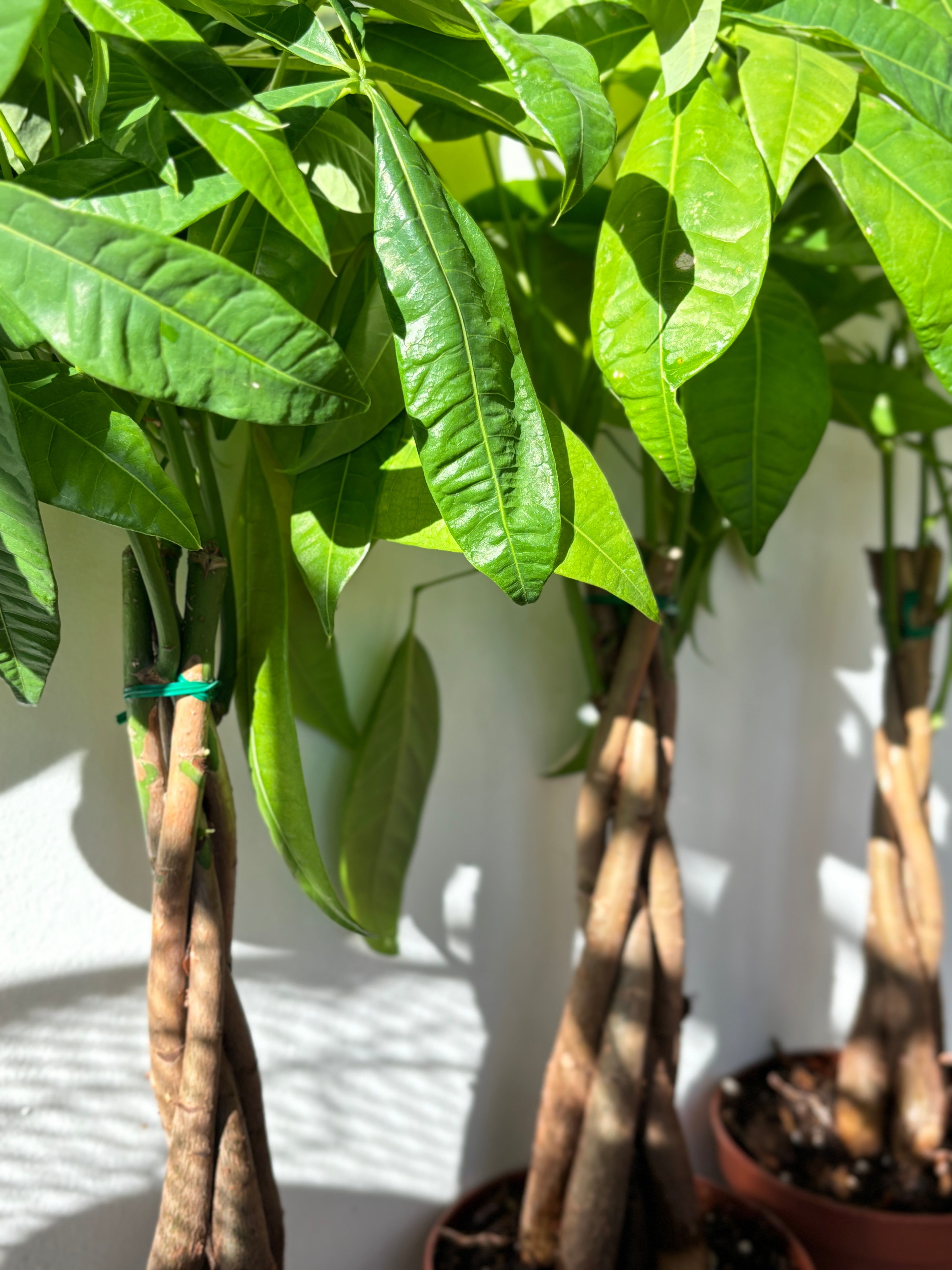 Money Tree Braided (Pachira)