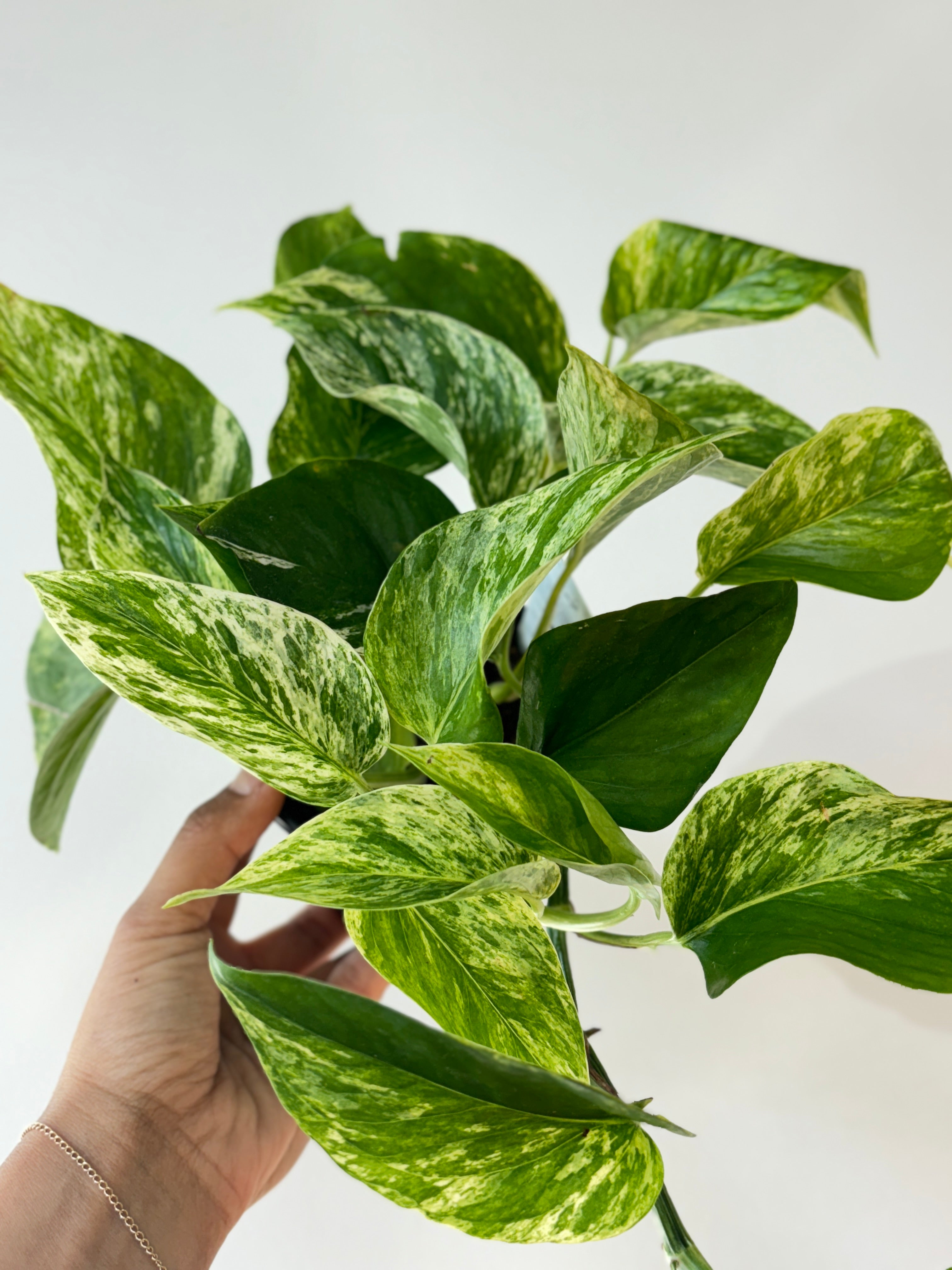 Pothos Marble Queen 4&quot;