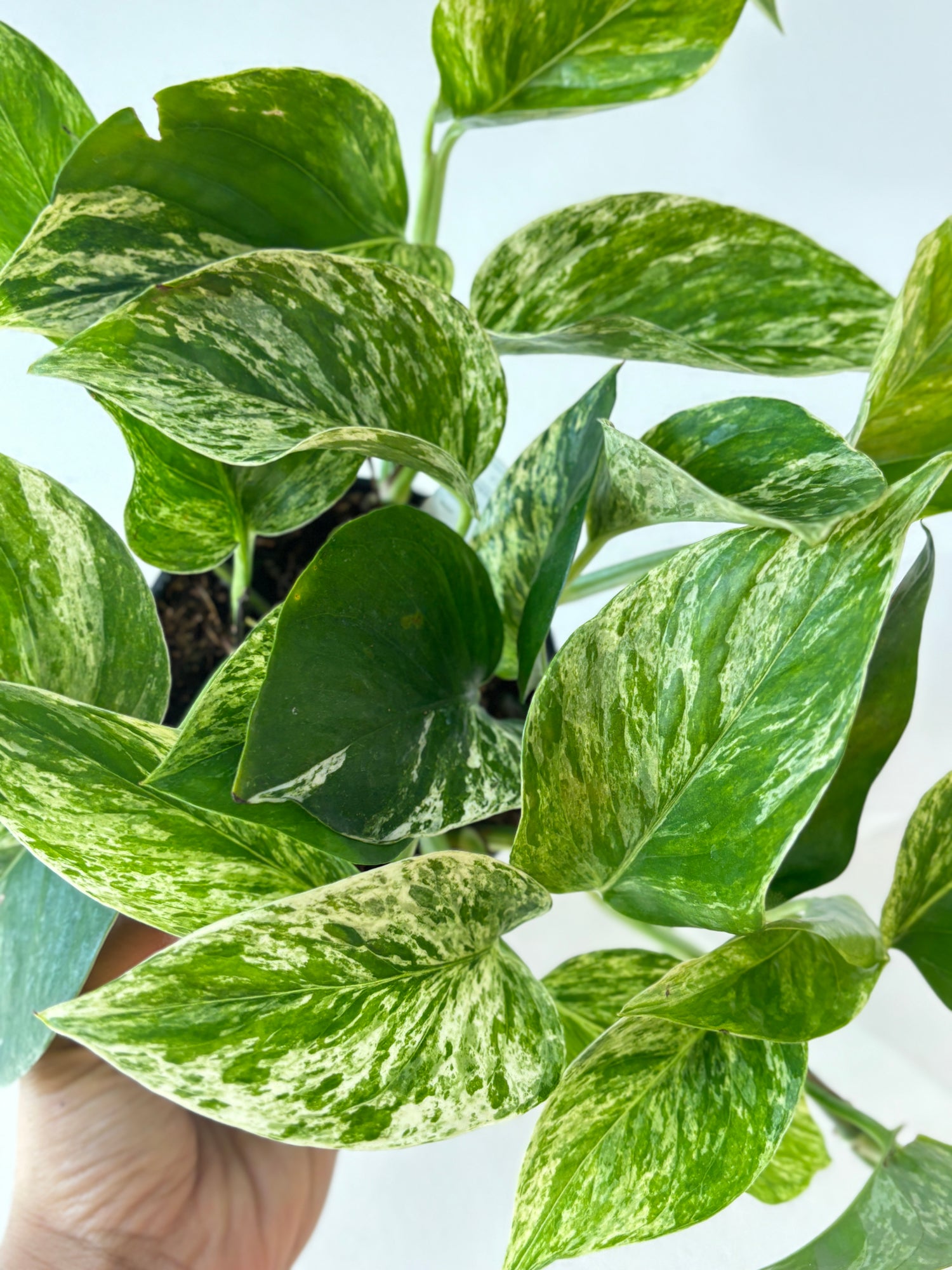 Pothos Marble Queen 4&quot;