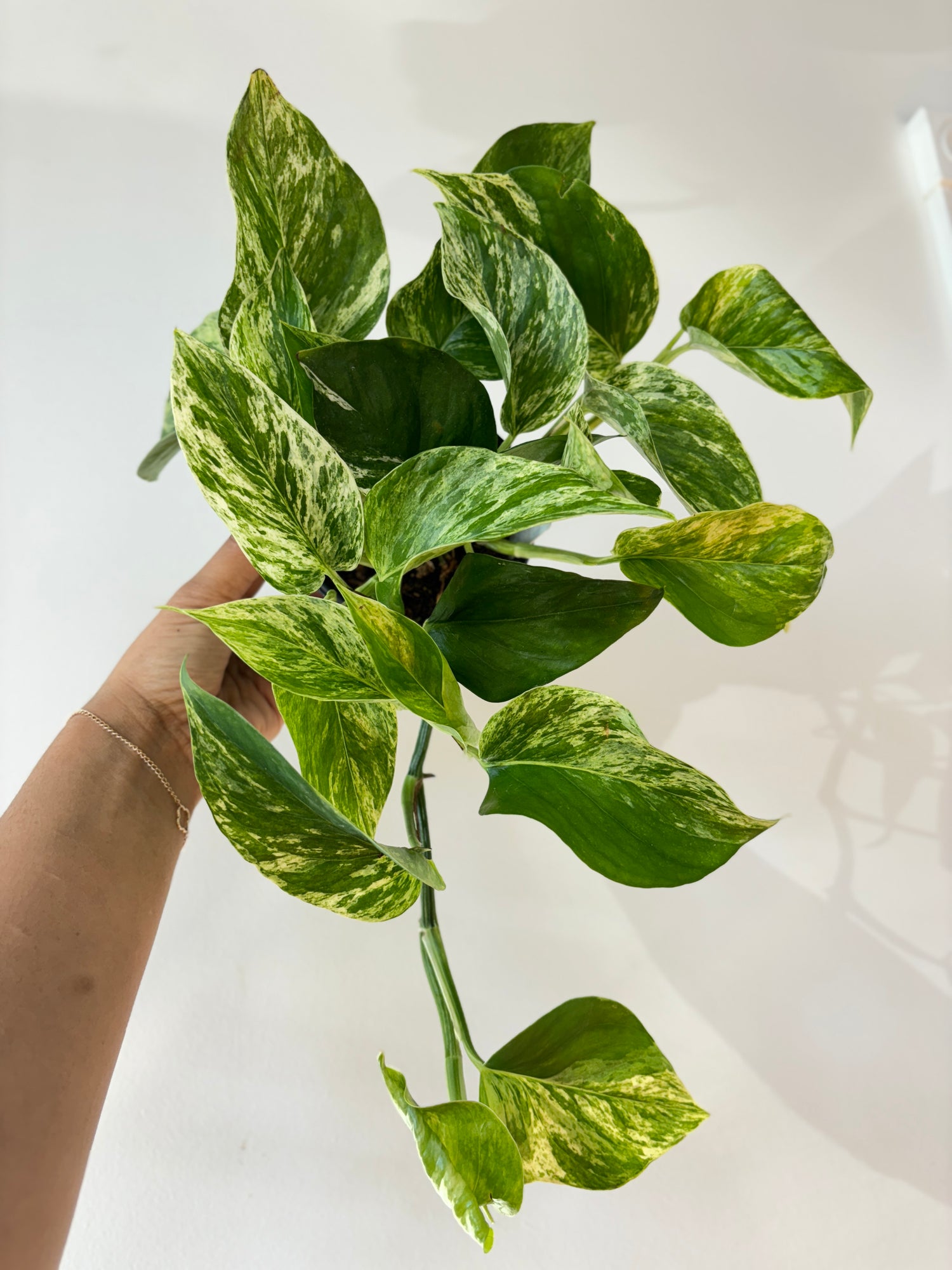 Pothos Marble Queen 4&quot;