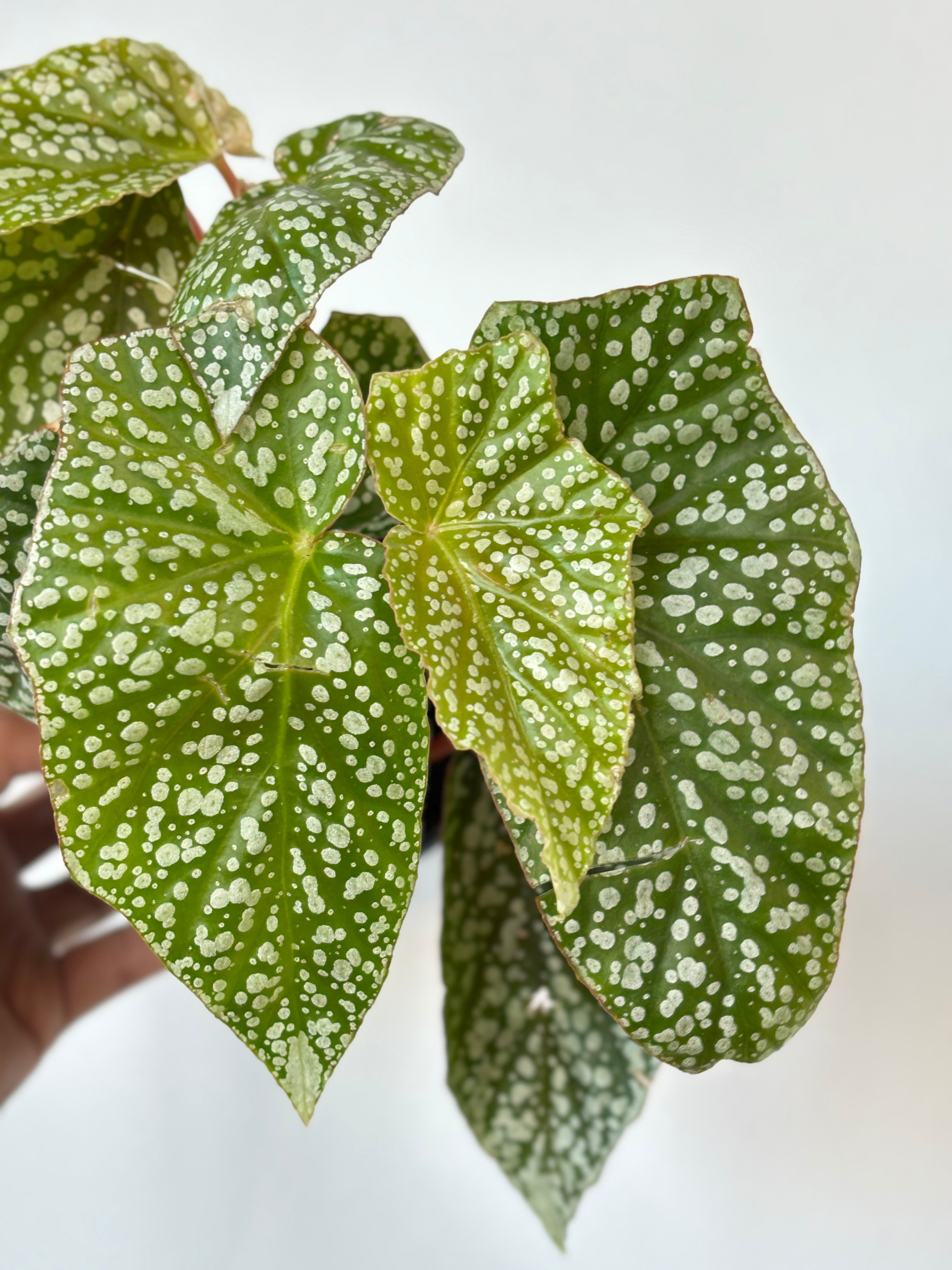 Begonia Rex Assorted