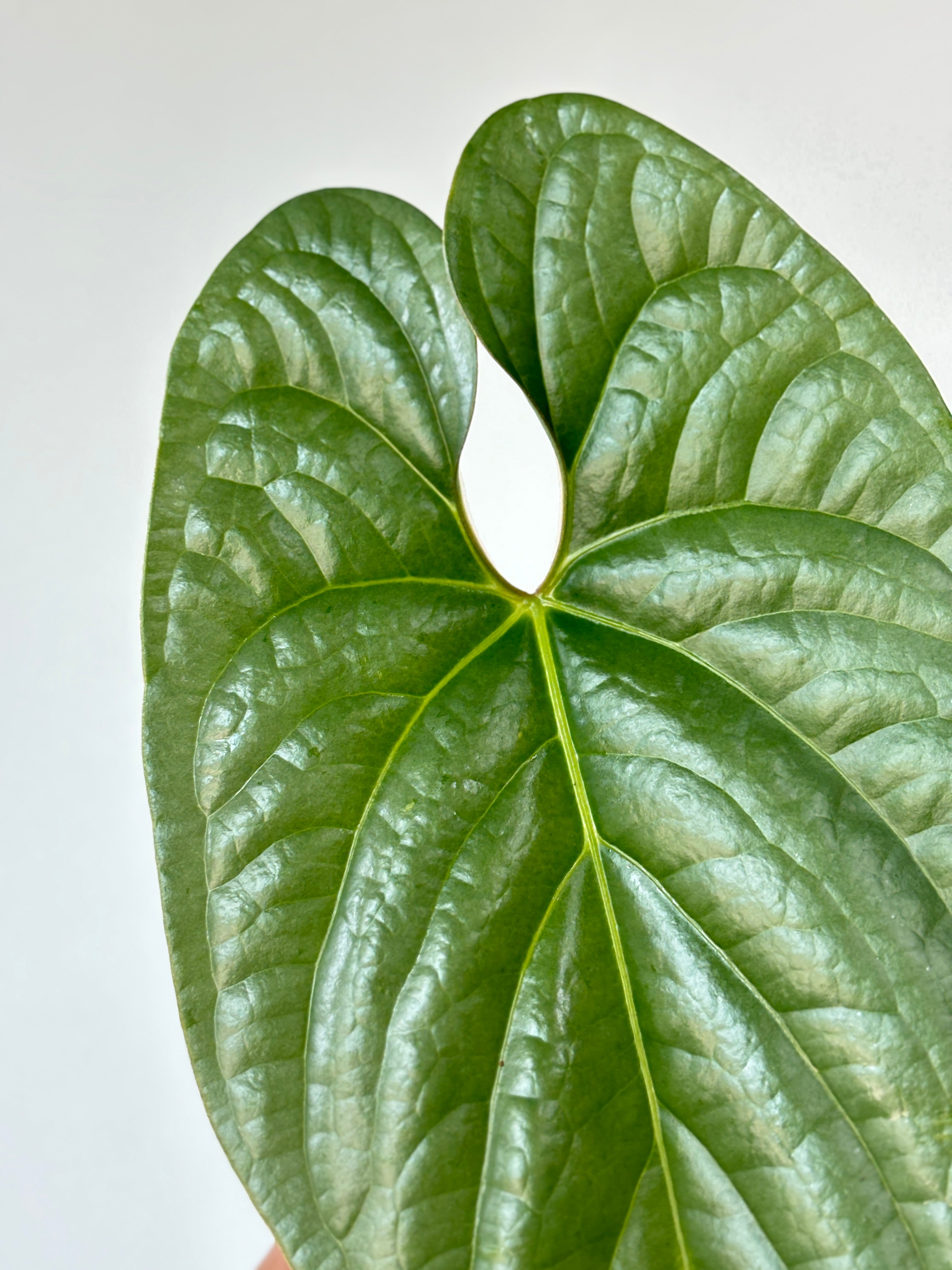 (B) Anthurium sp. Sliver Peru