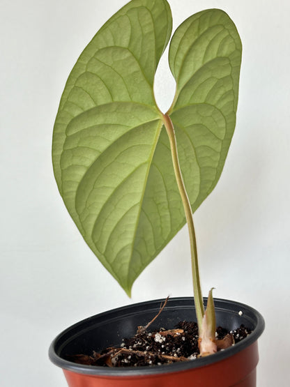 (B) Anthurium sp. Sliver Peru