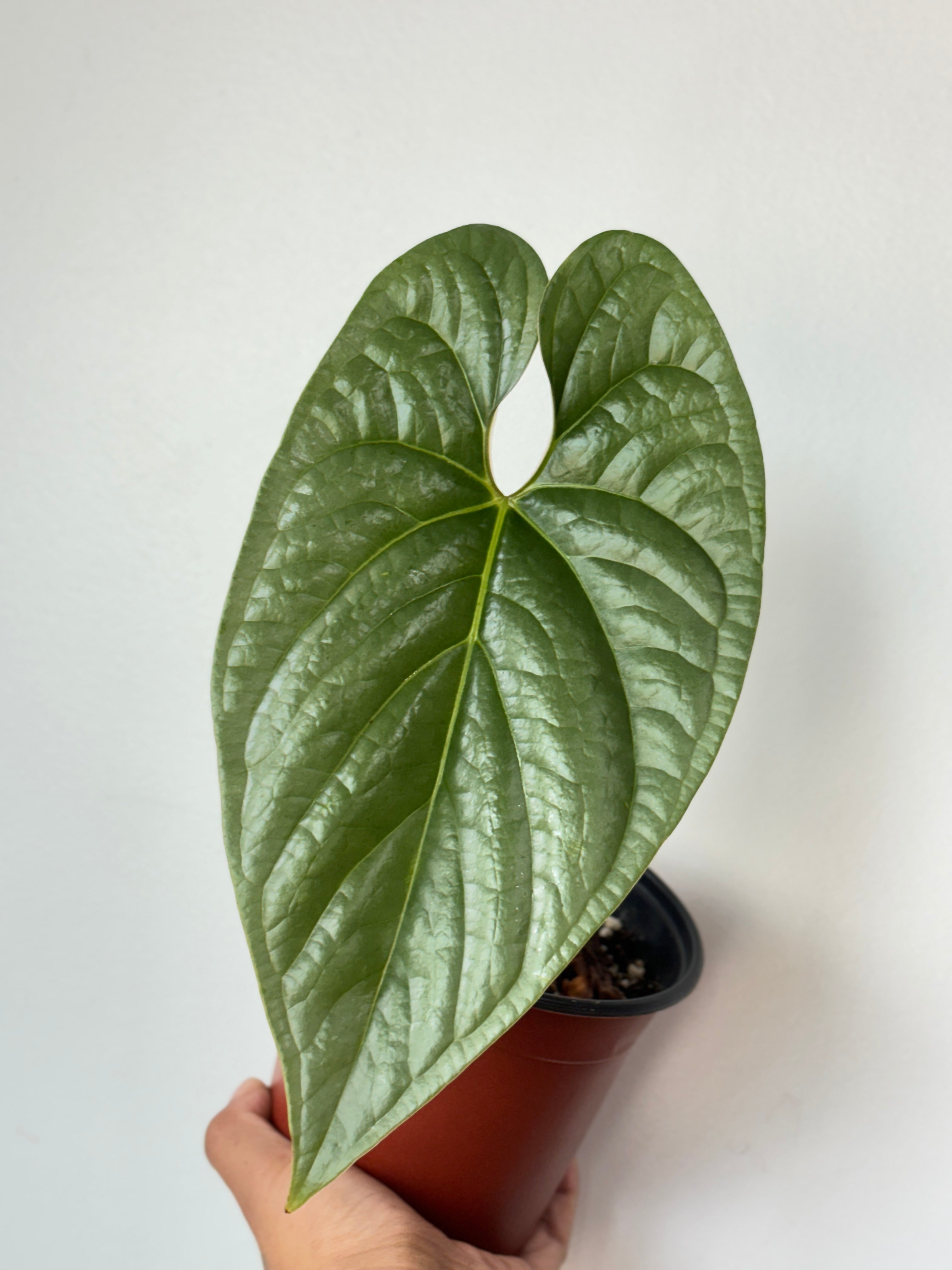 (B) Anthurium sp. Sliver Peru