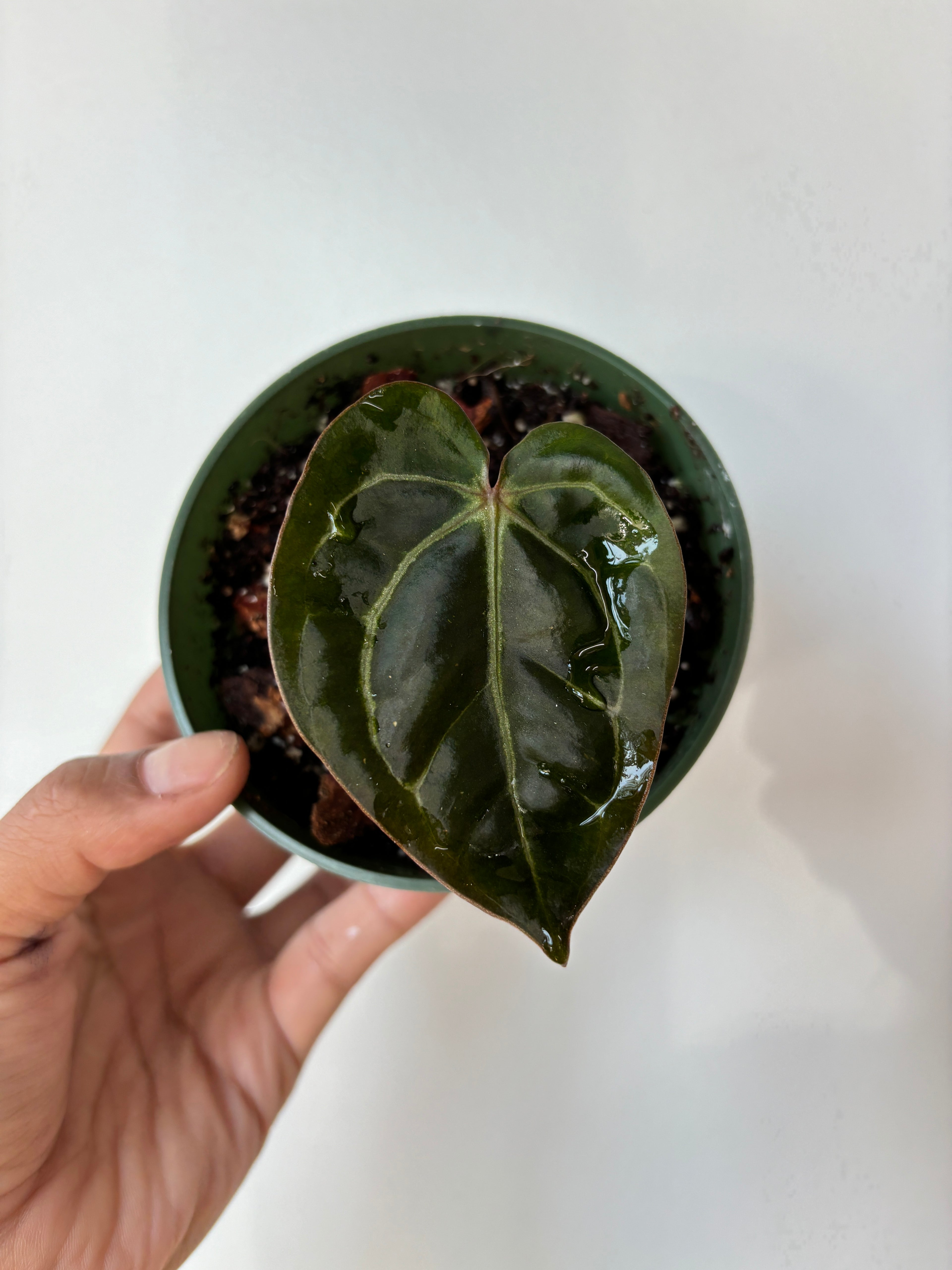 (B) Anthurium Carlablackiae