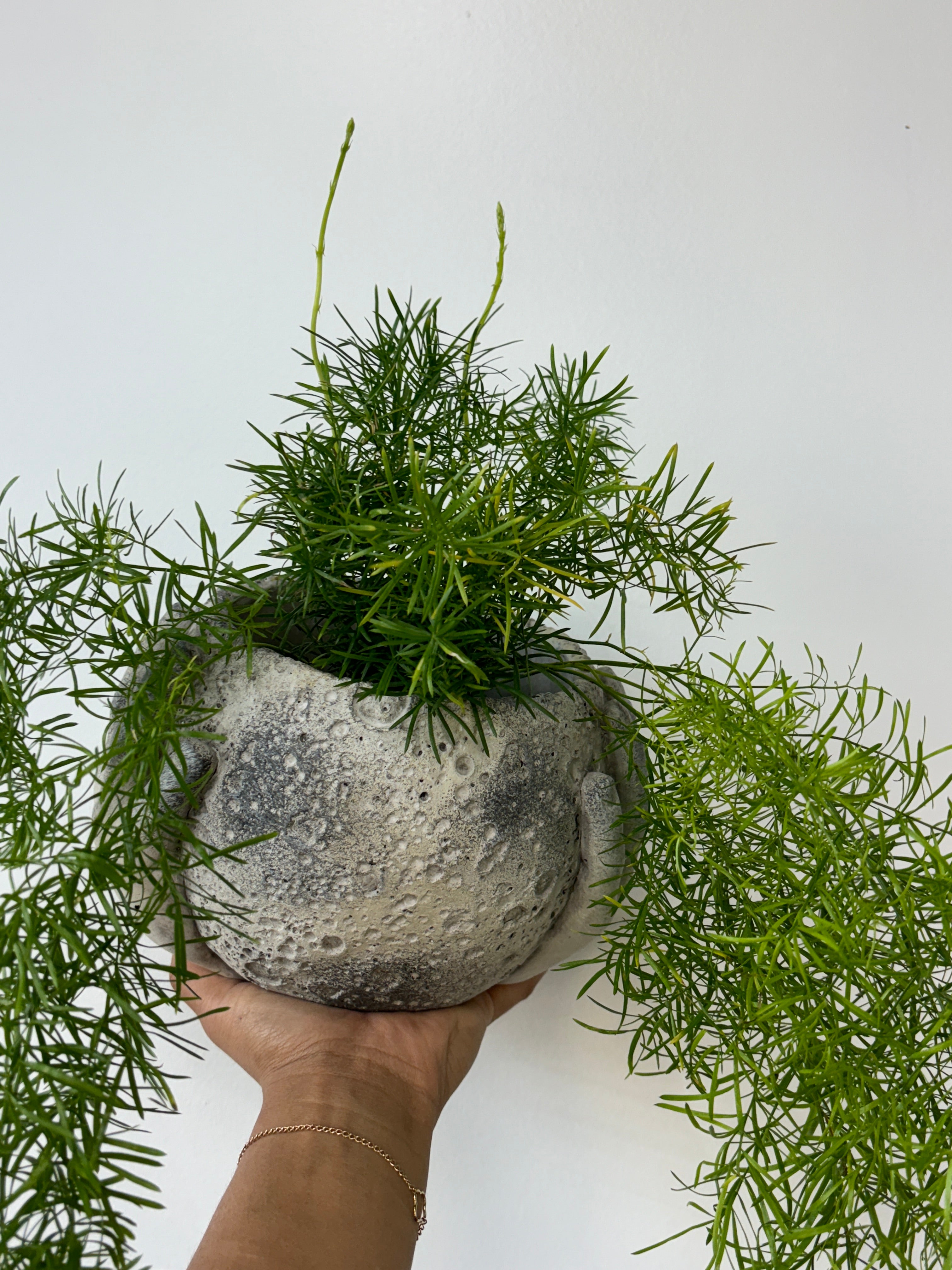 Asparagus Fuzzy Fern Frizz