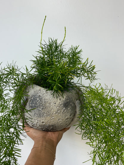 Asparagus Fuzzy Fern Frizz