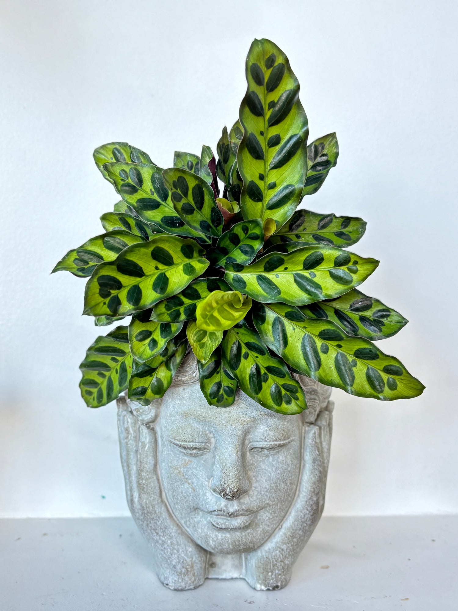 Calathea Lancifolia 4&quot;
