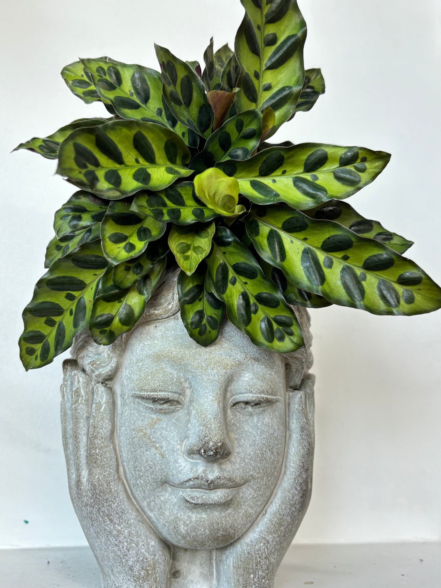 Calathea Lancifolia 4&quot;