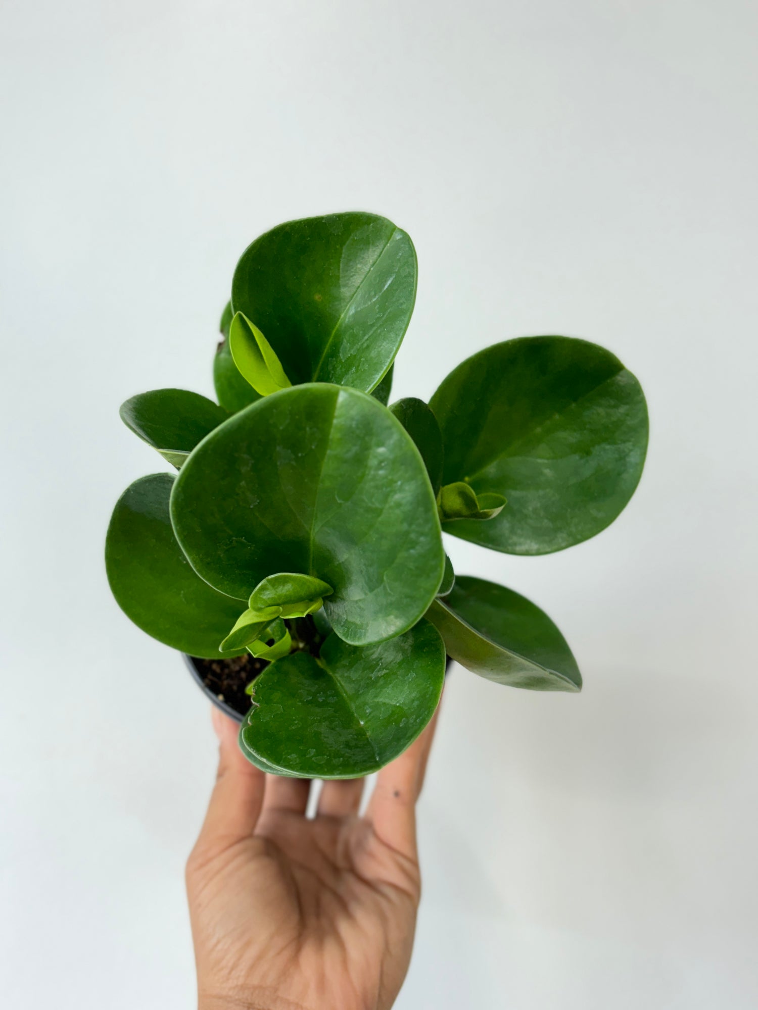 Peperomia Obtusifolia