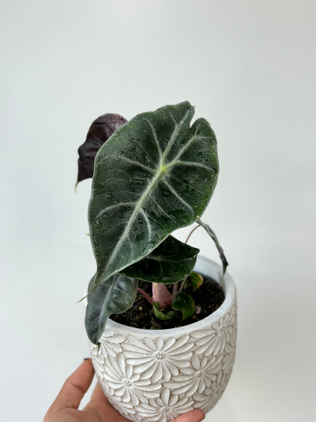 Alocasia Pink Princess