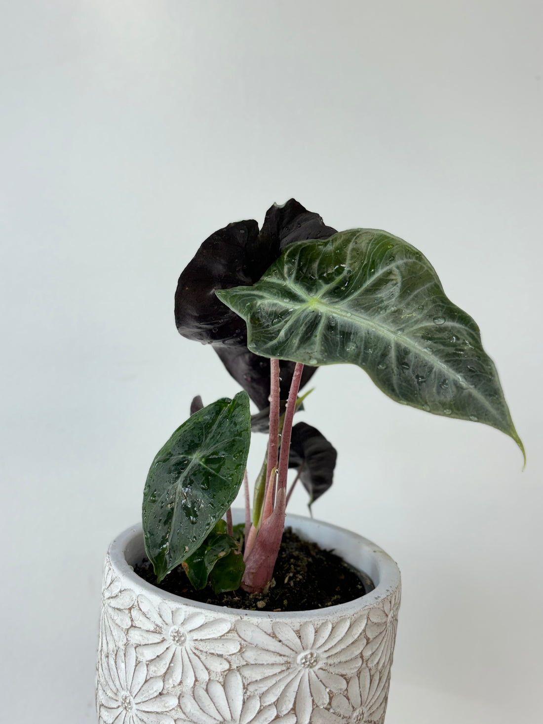 Alocasia Pink Princess