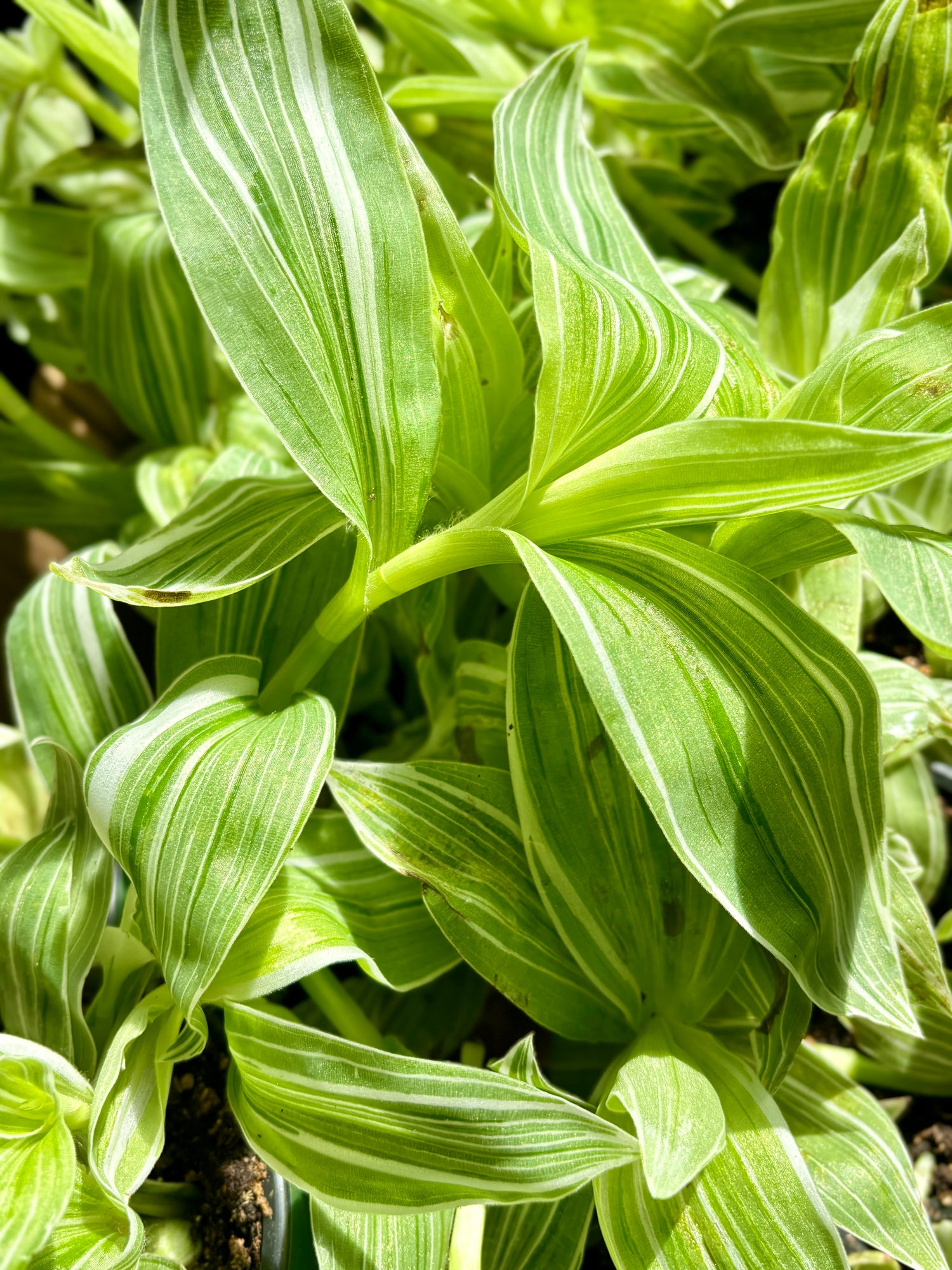 Tradescantia Velvet White