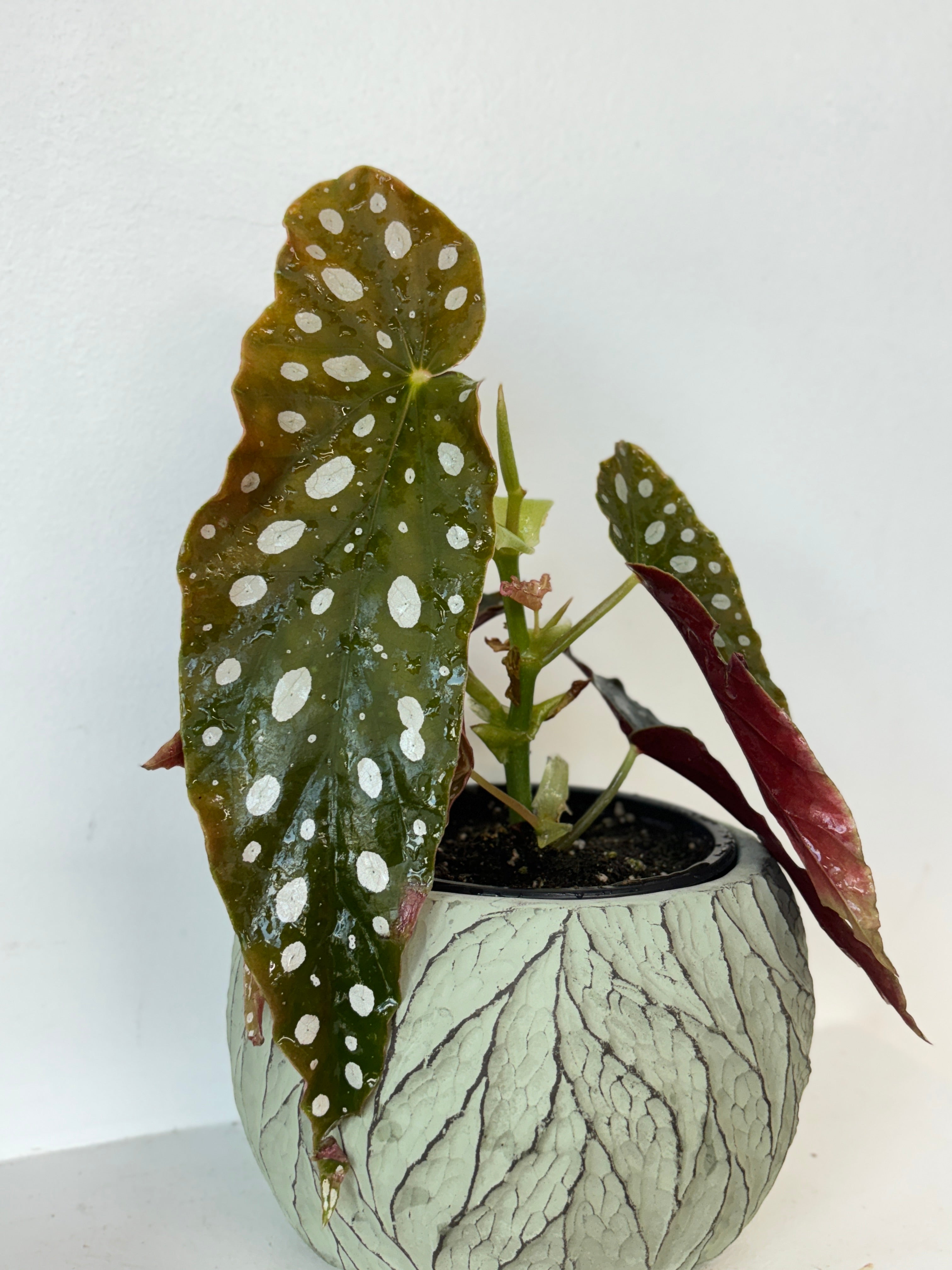 Begonia Maculata 4&quot;