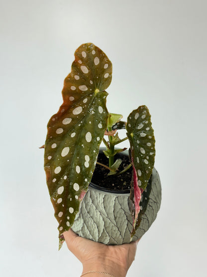 Begonia Maculata 4&quot;