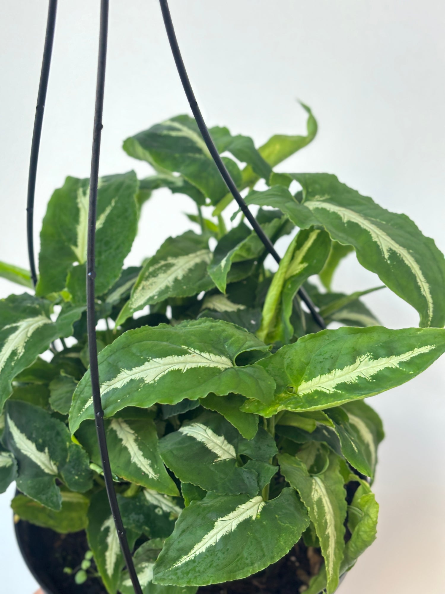 Syngonium Black Velvet 6&quot;HB