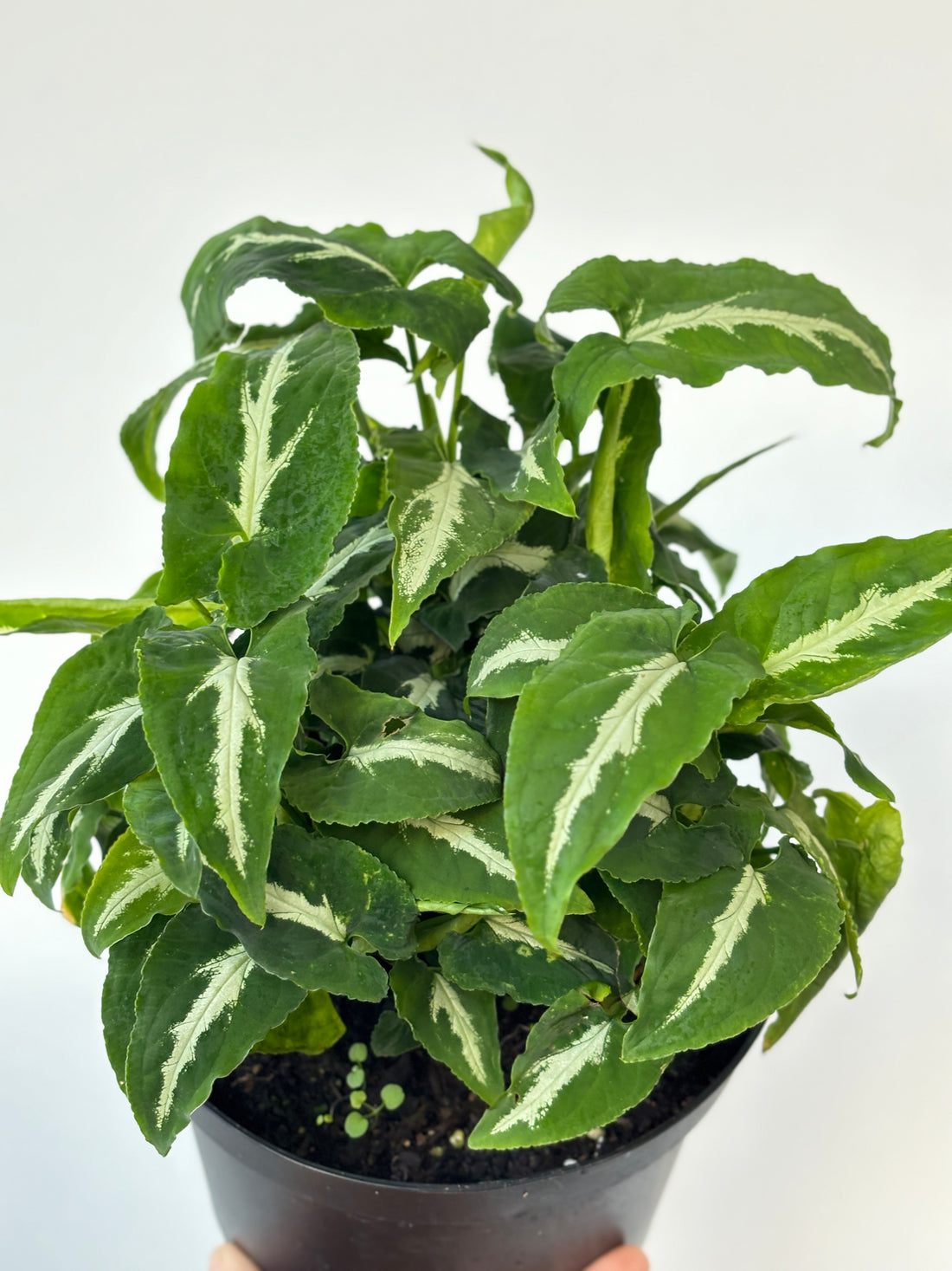 Syngonium Black Velvet 6&quot;HB