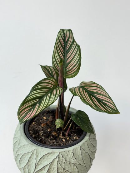 Calathea Whitestar 4&quot;