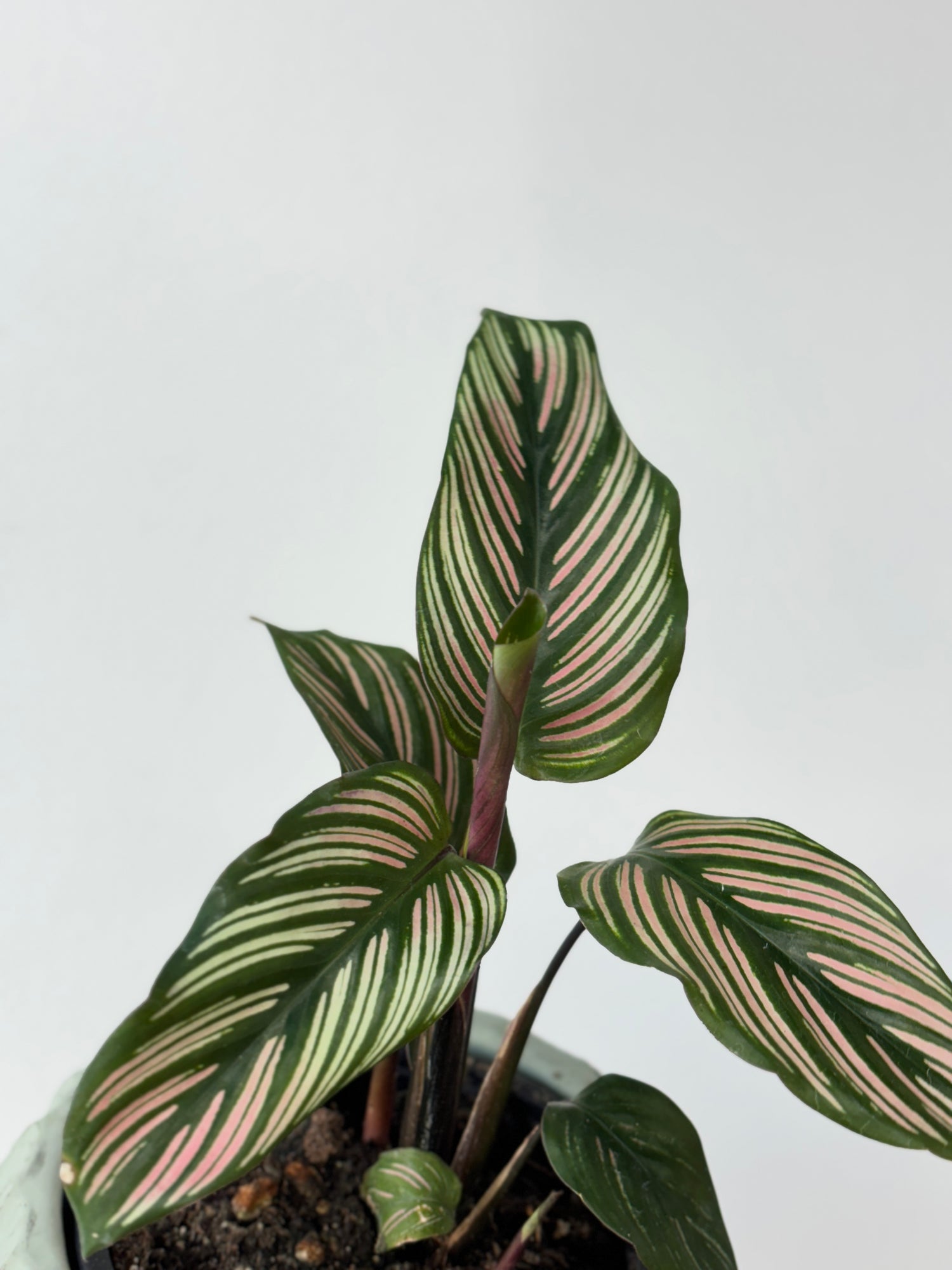 Calathea Whitestar 4&quot;