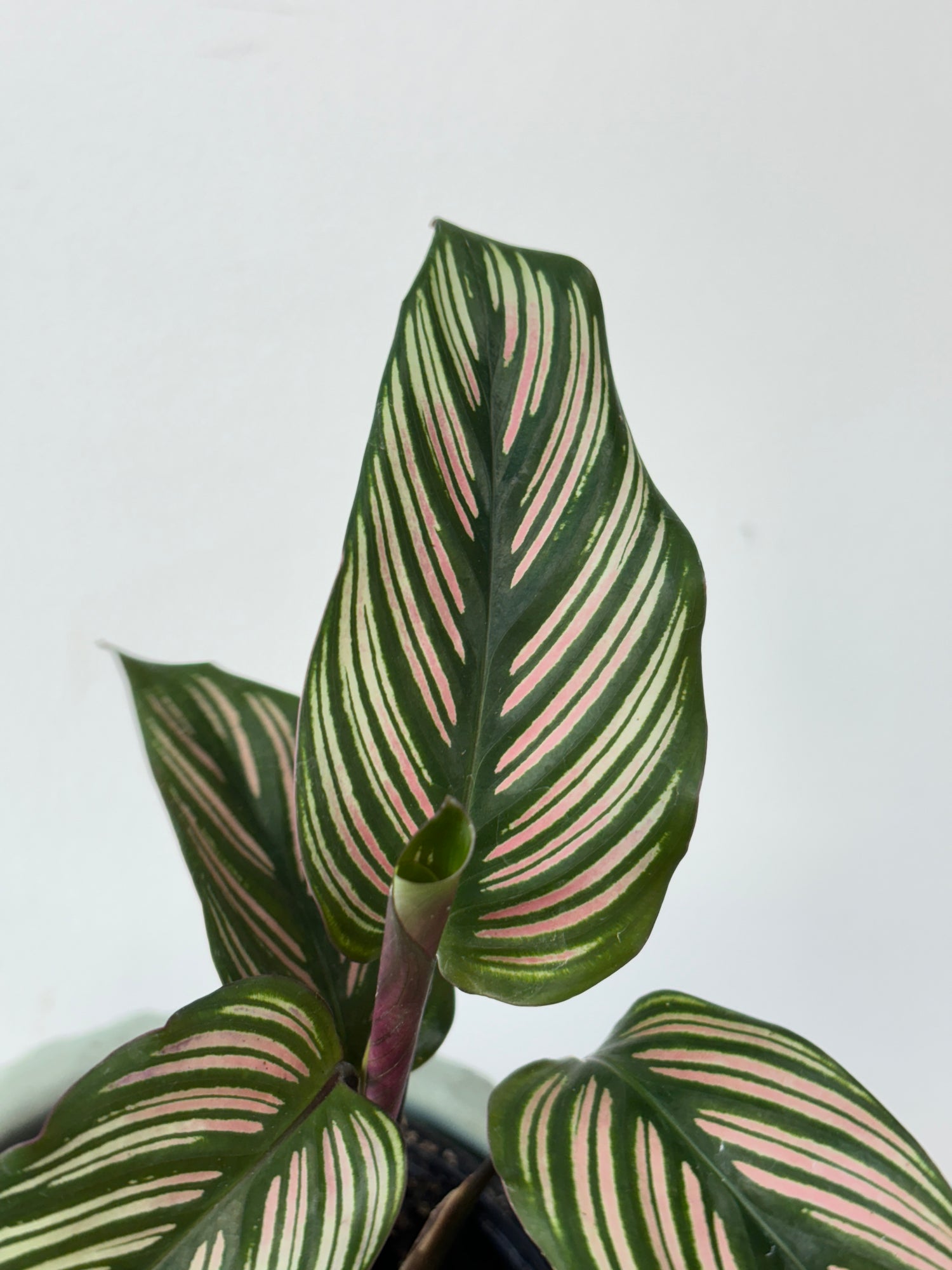 Calathea Whitestar 4&quot;