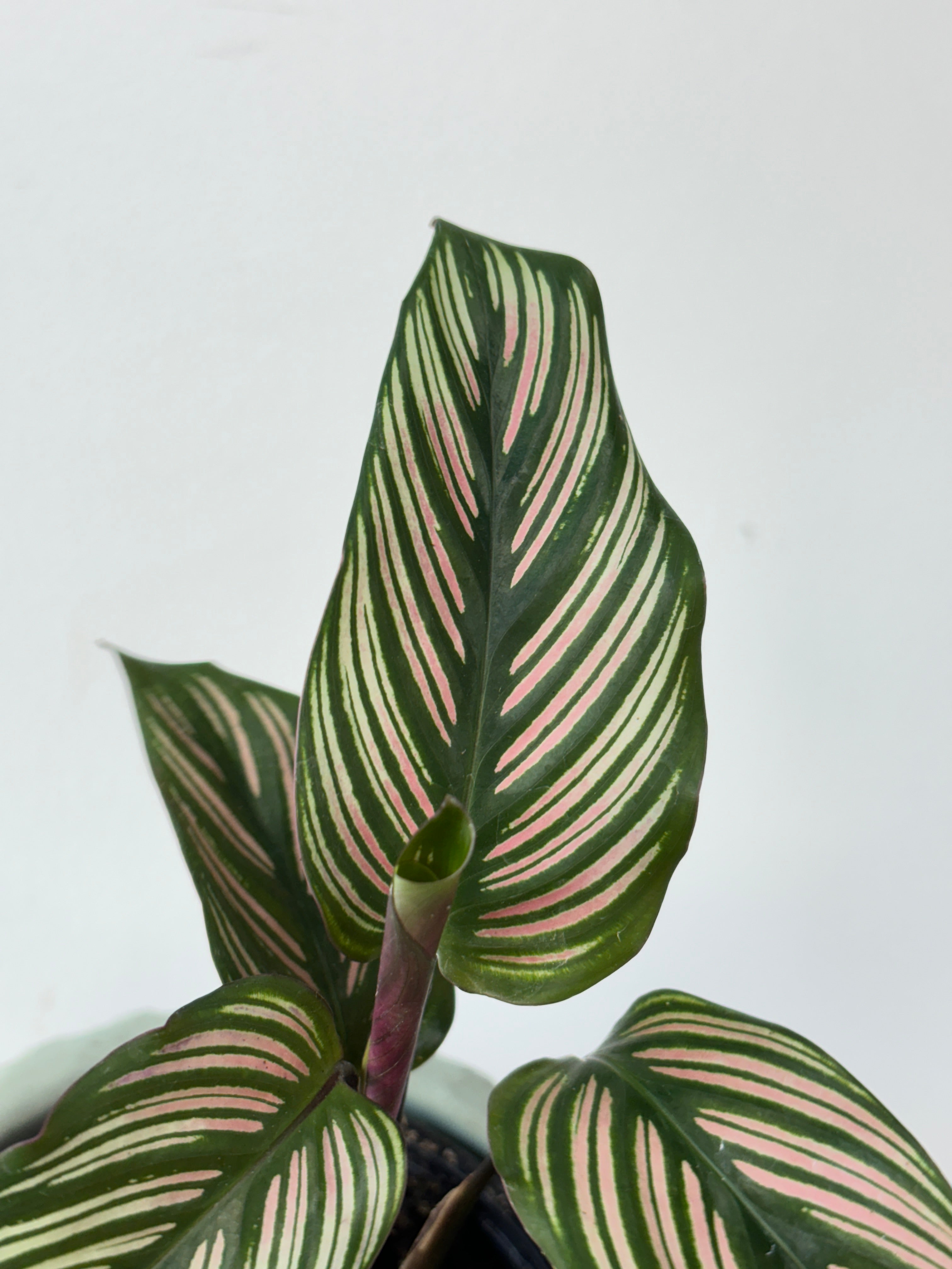 Calathea Whitestar 4&quot;