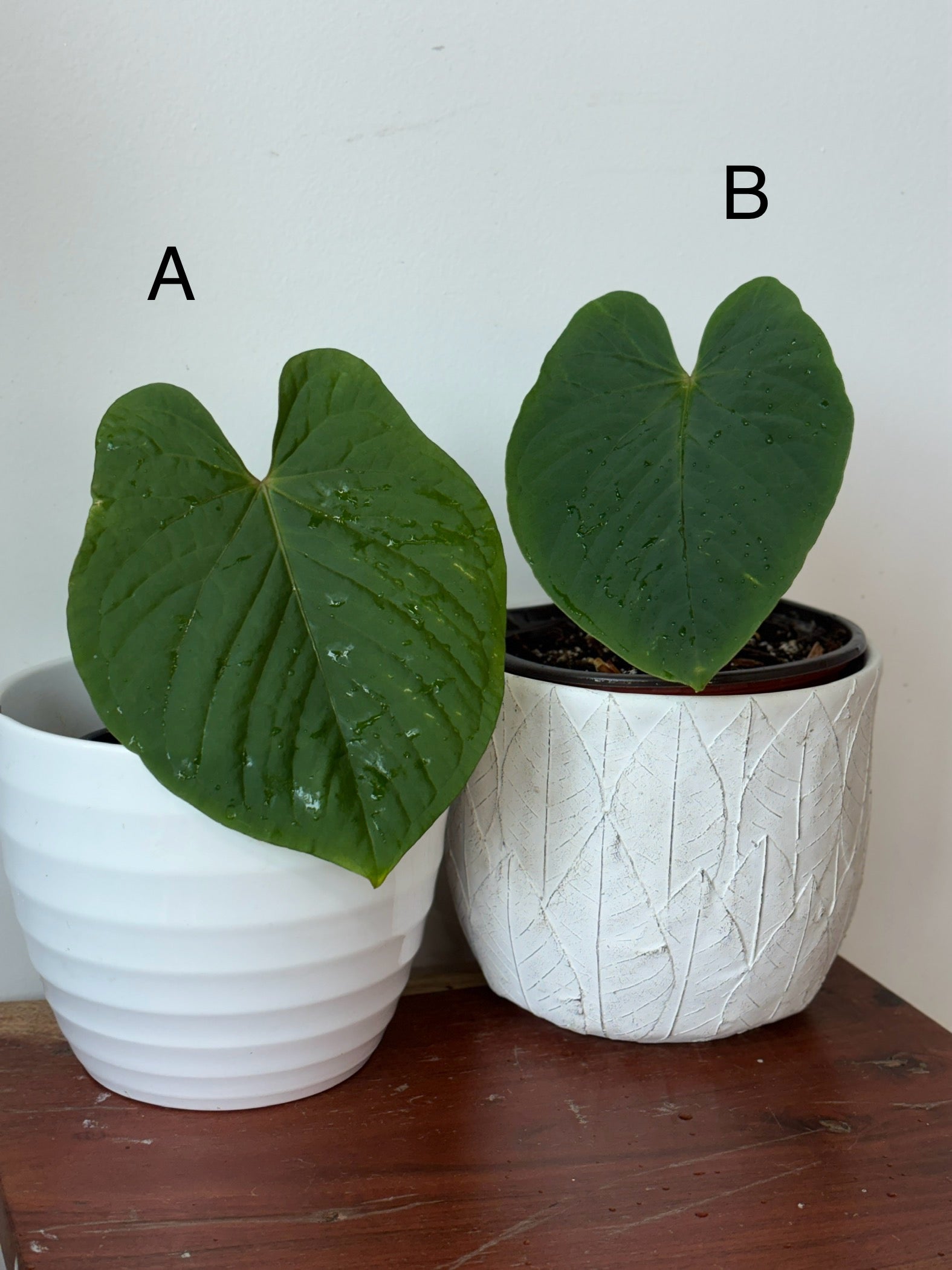 Anthurium Kunayalense