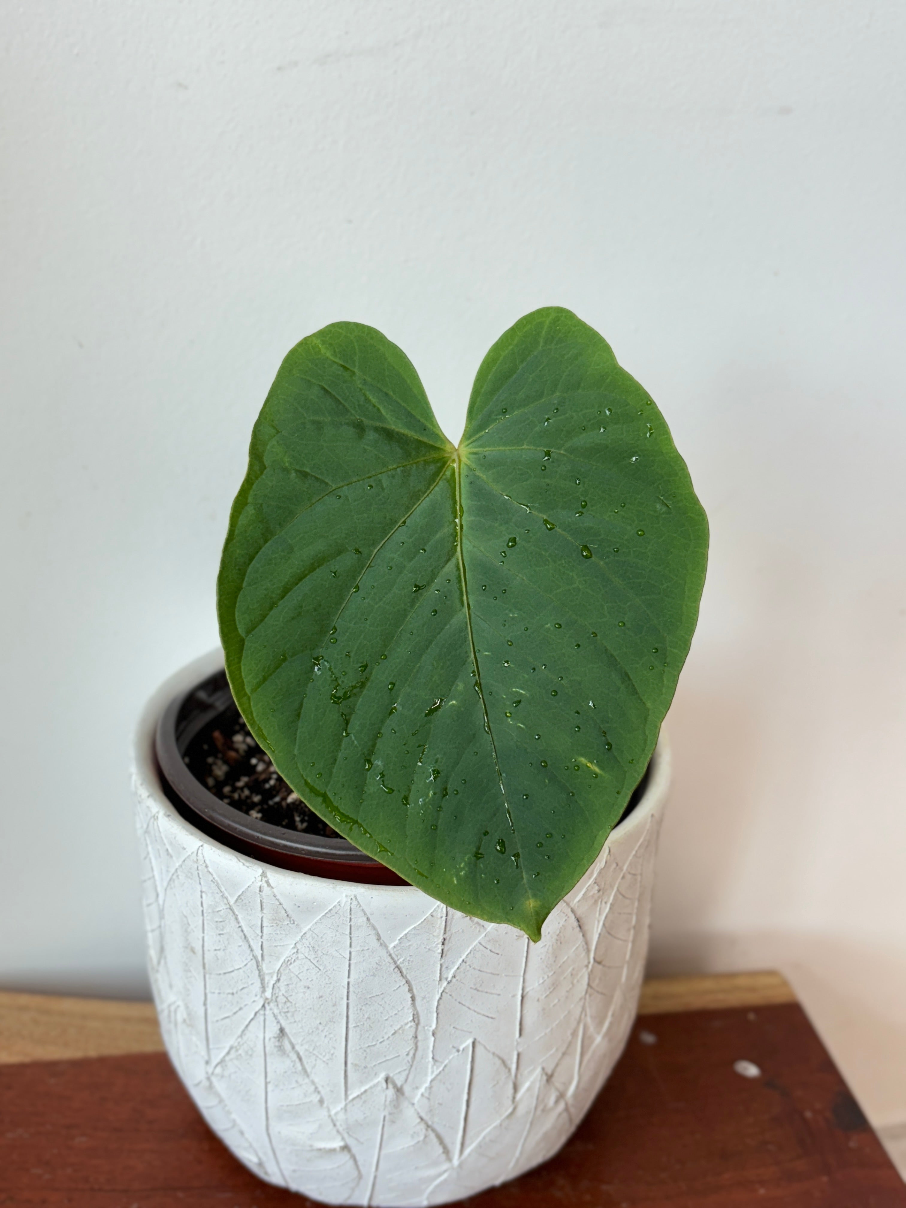 Anthurium Kunayalense