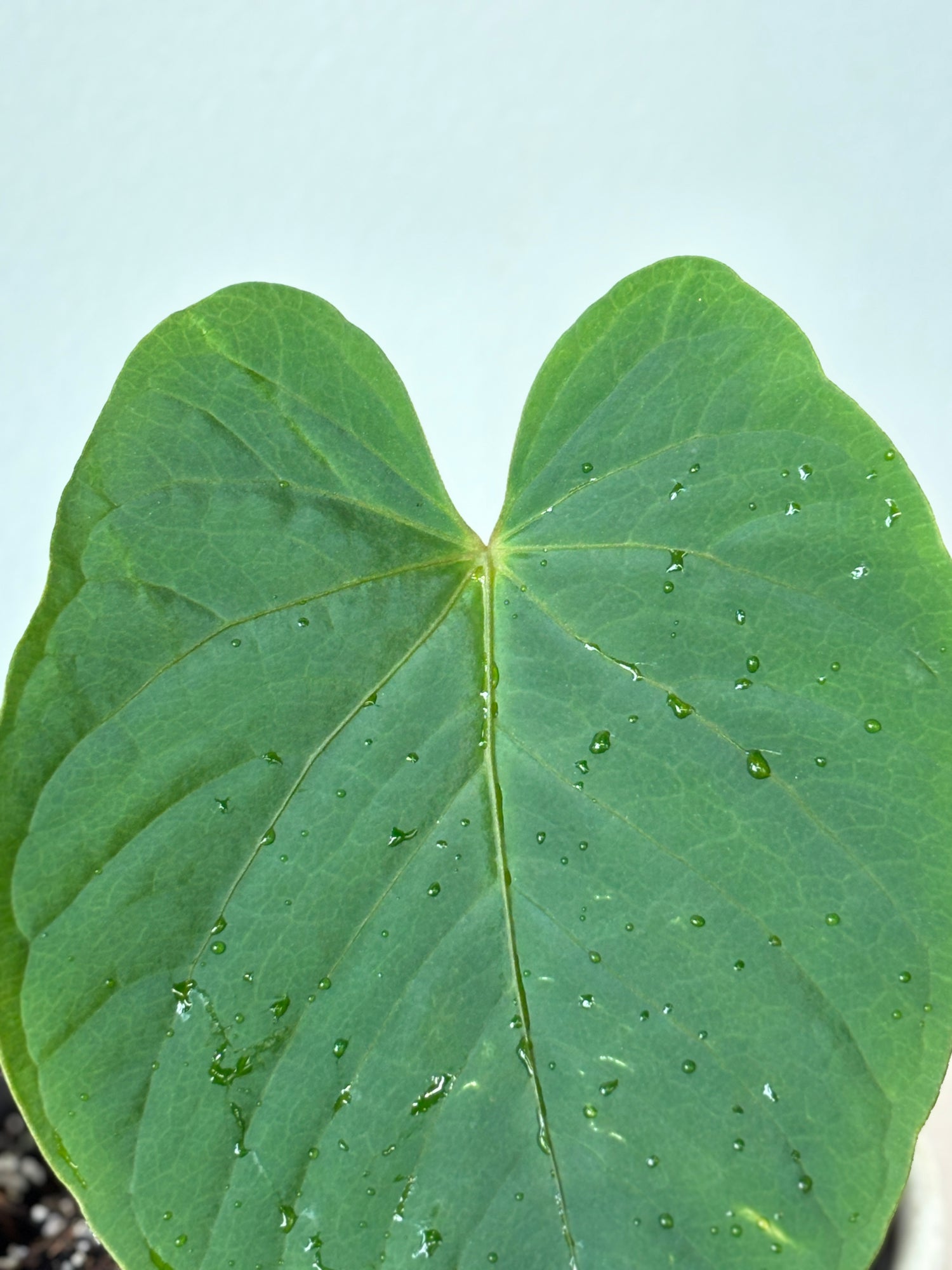 Anthurium Kunayalense