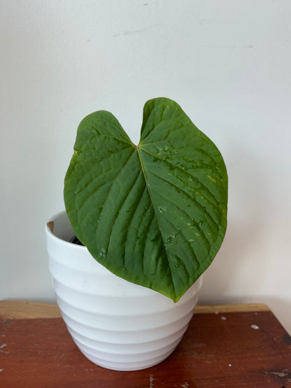 Anthurium Kunayalense