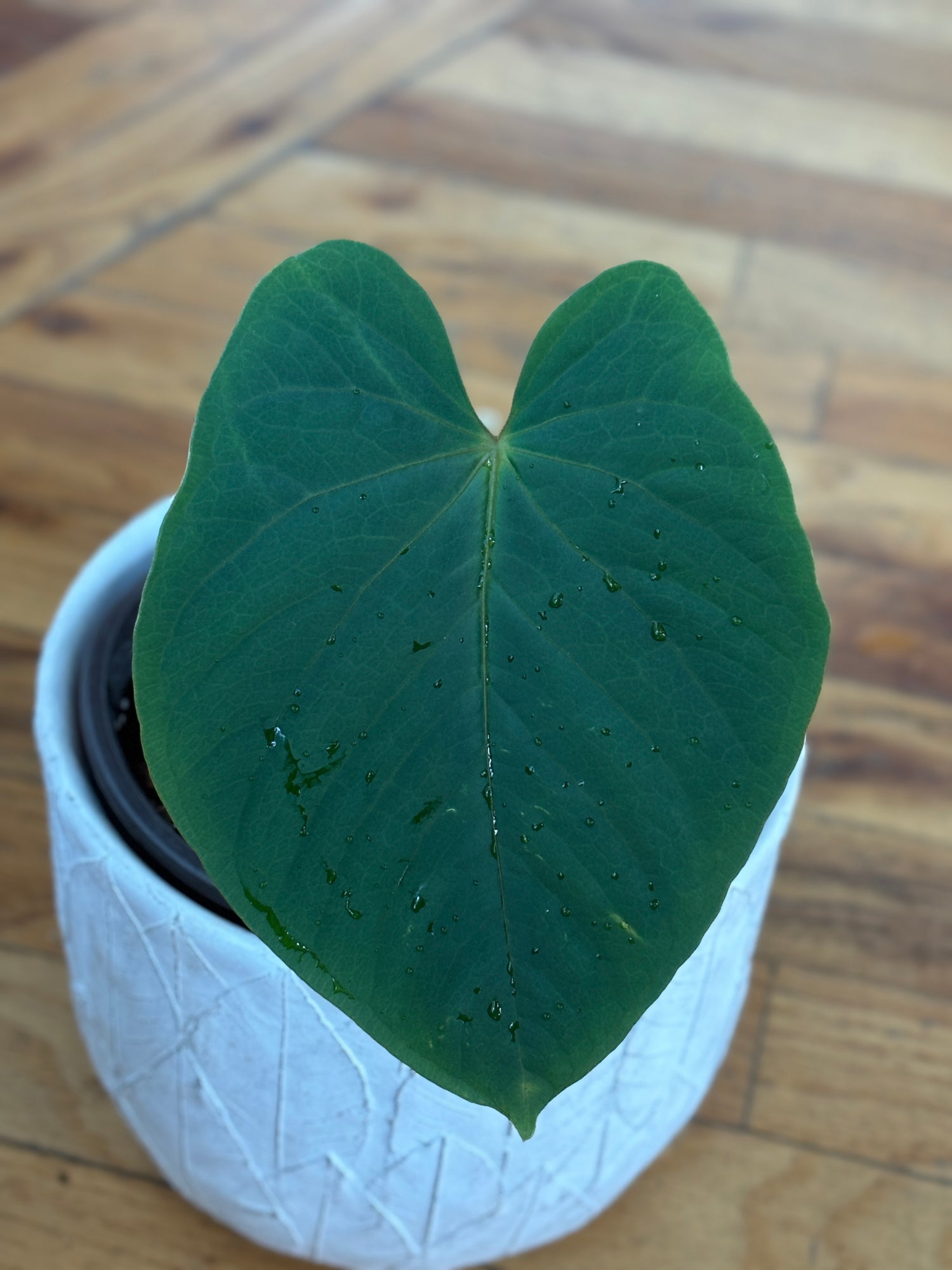 Anthurium Kunayalense