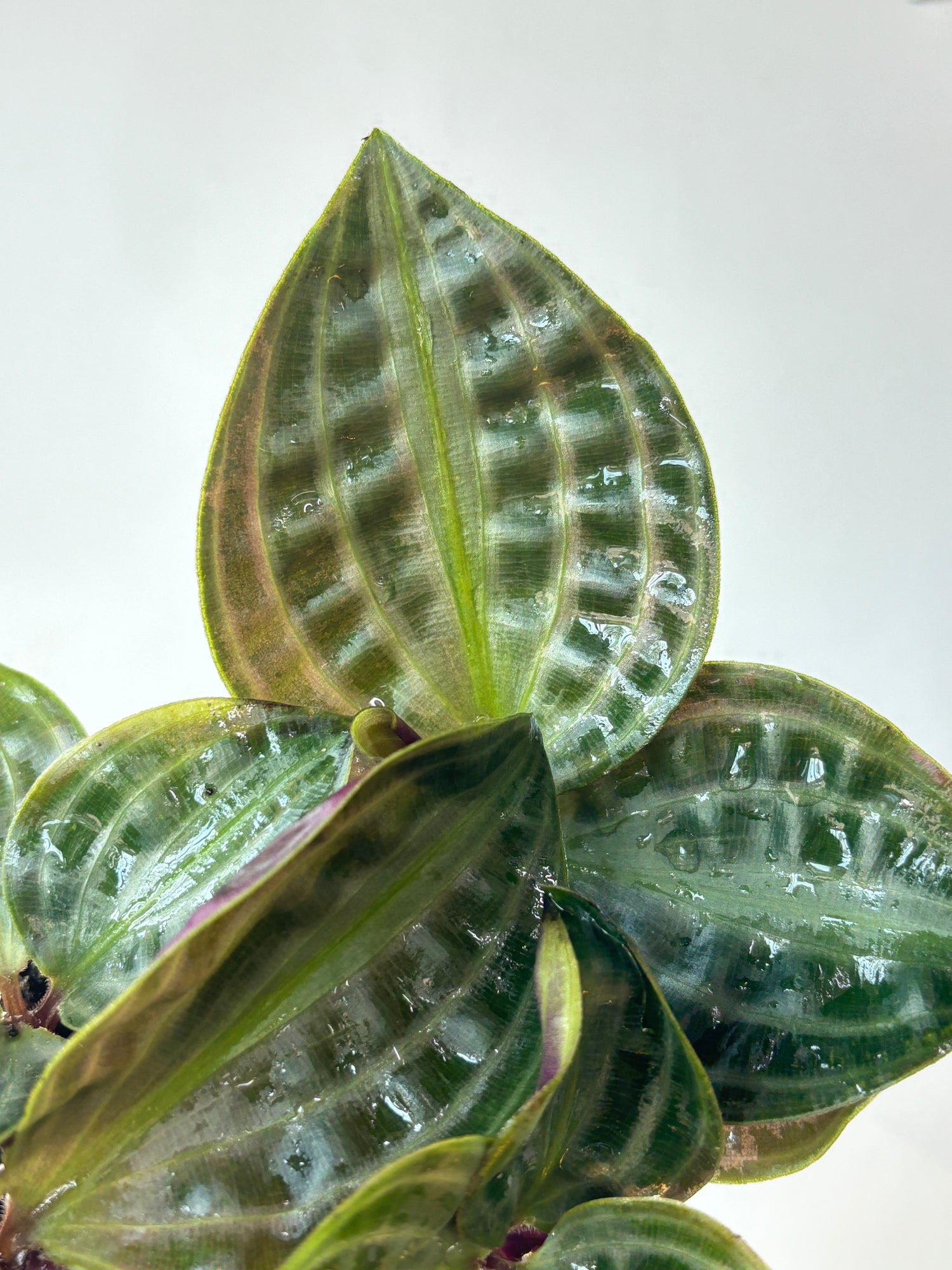 Seersucker Plant