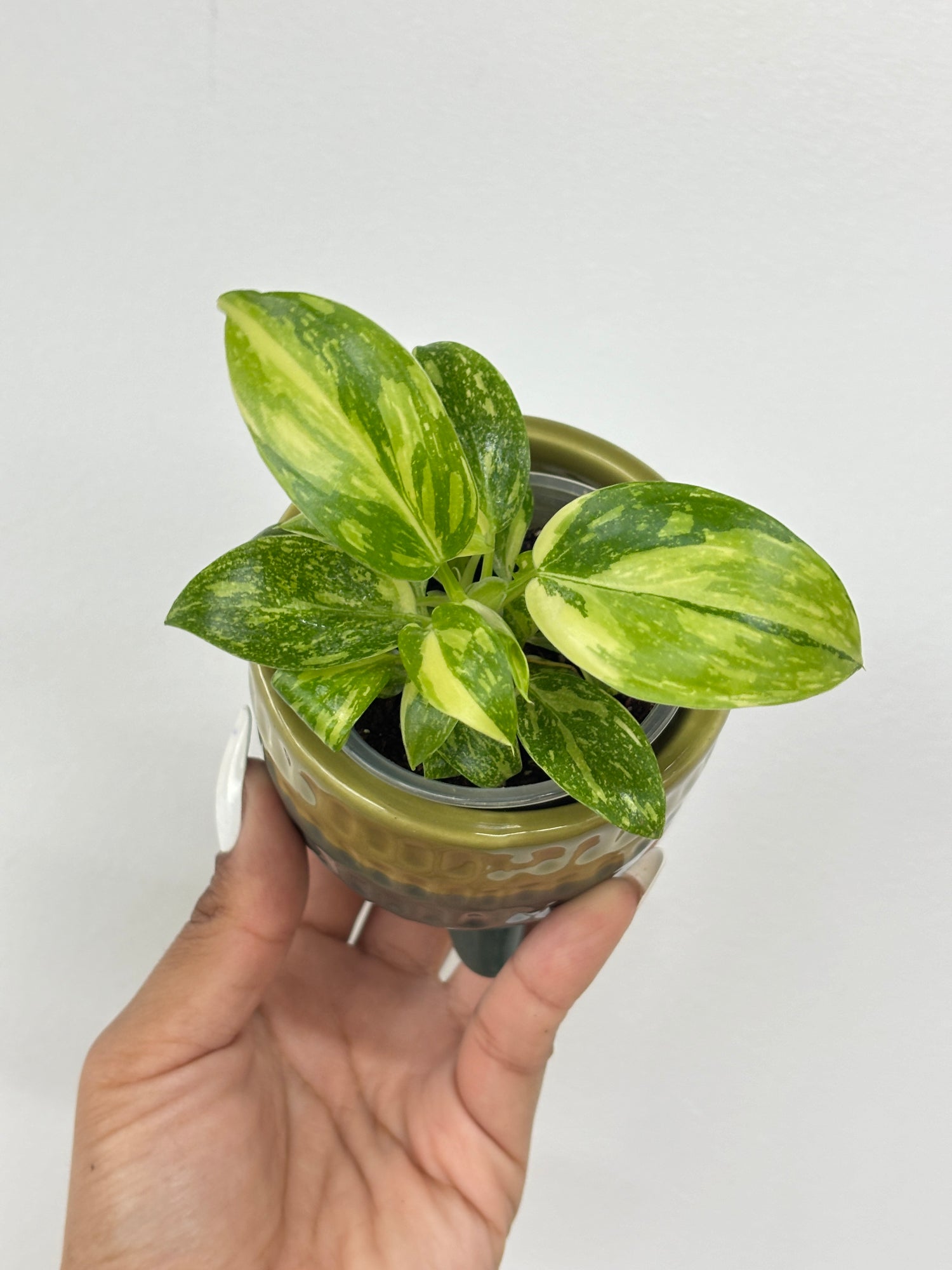 philodendron green congo hybrid Philodendron Green Congo Hybrid Variegated – Wilderly