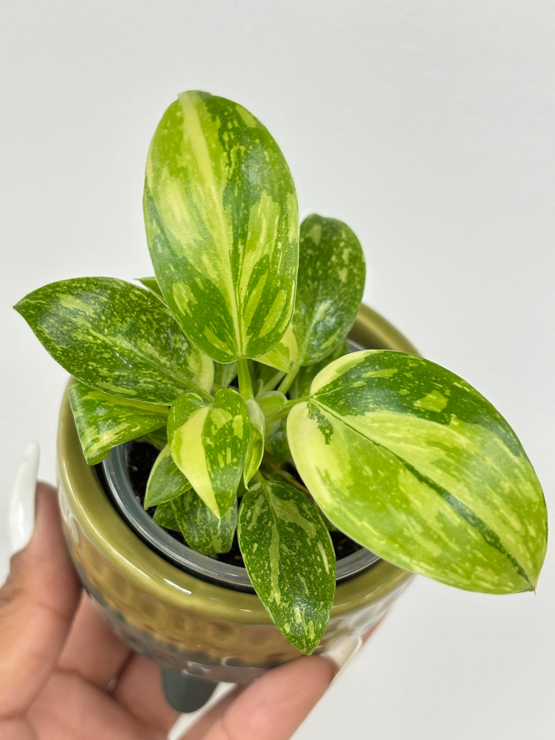 Philodendron Green Congo Hybrid Variegated