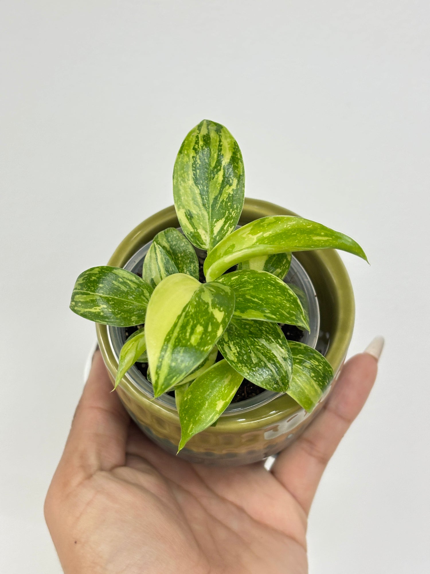philodendron green congo hybrid Philodendron Green Congo Hybrid Variegated – Wilderly