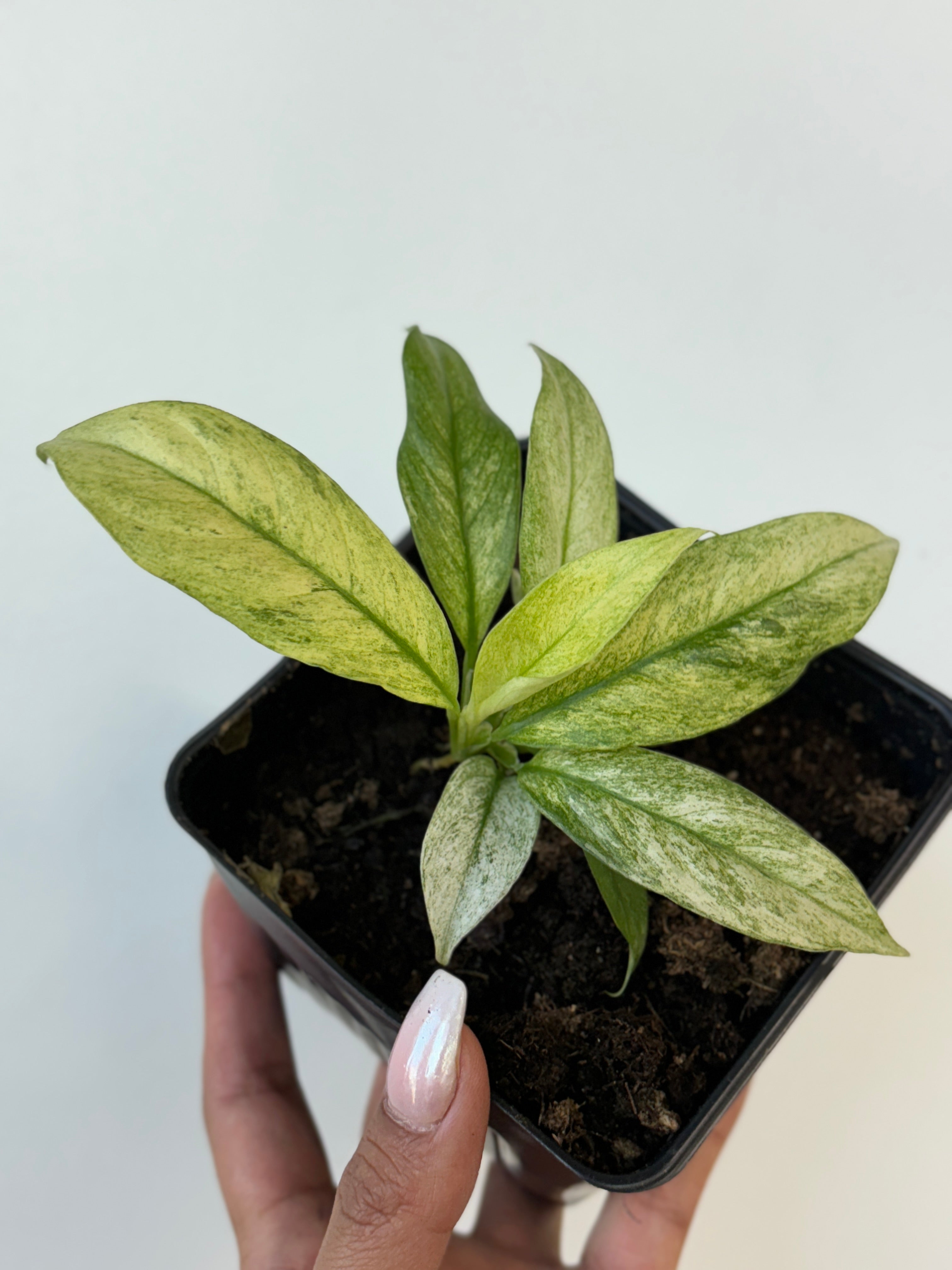 Rhaphidophora Puberula Variegated