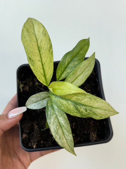 Rhaphidophora Puberula Variegated