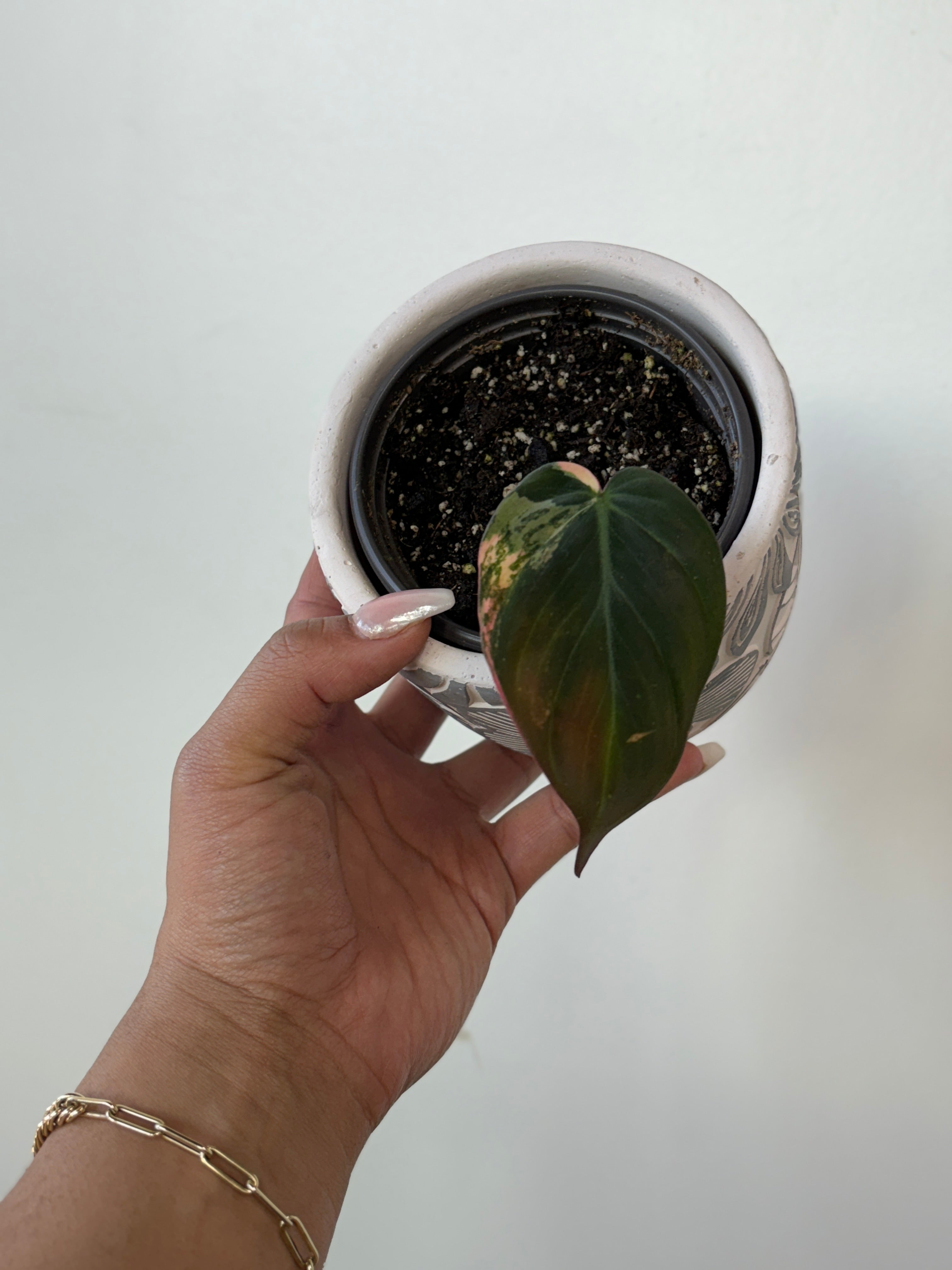 Philodendron Micans Variegated Single Leaf Cutting