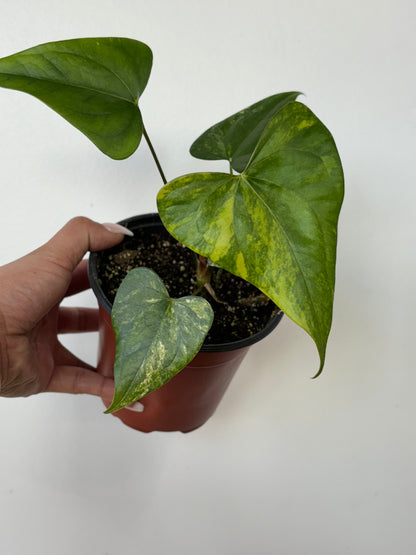 (A) Anthurium Pterodactyl Variegated