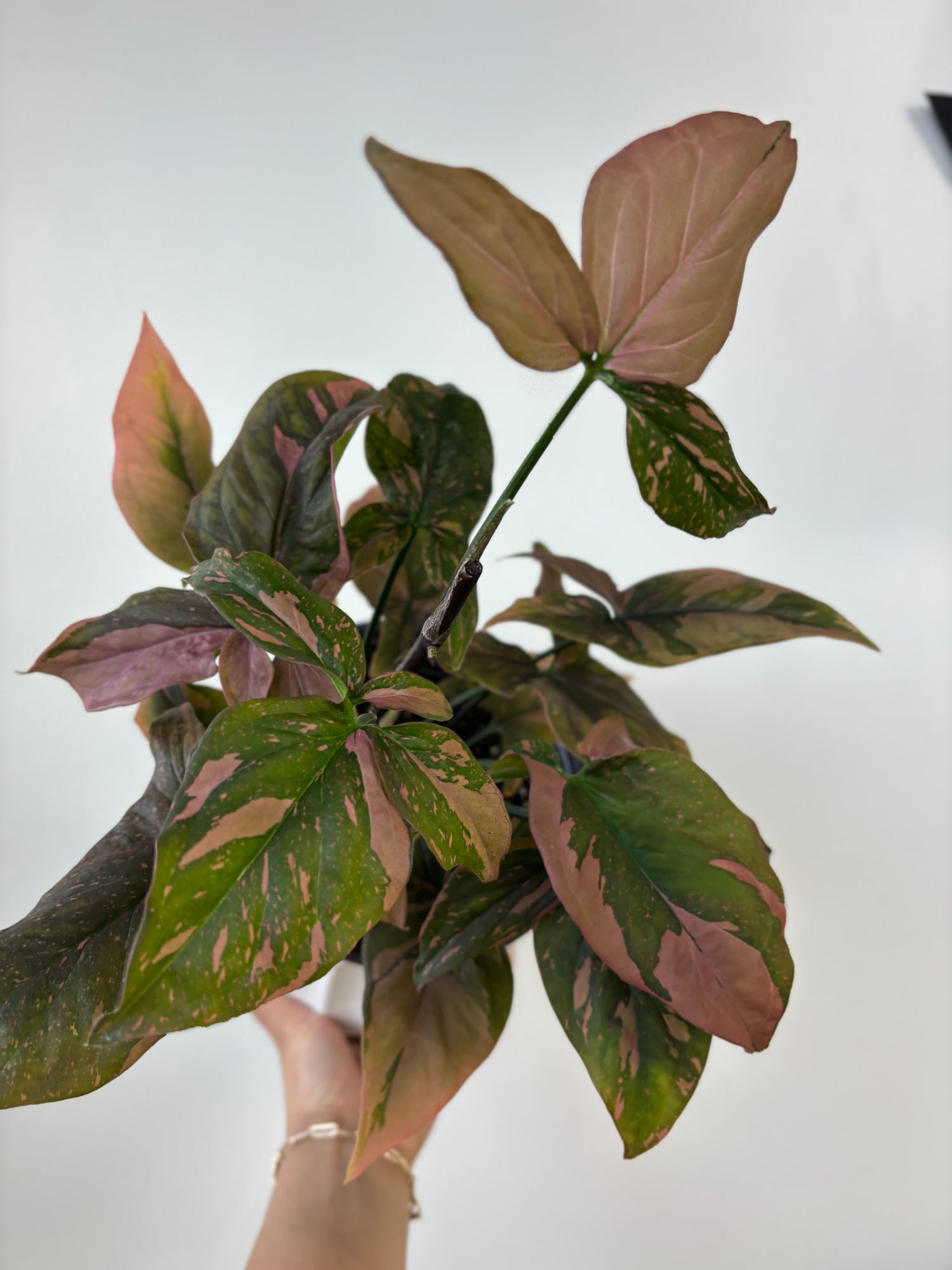 Syngonium Pink Splash