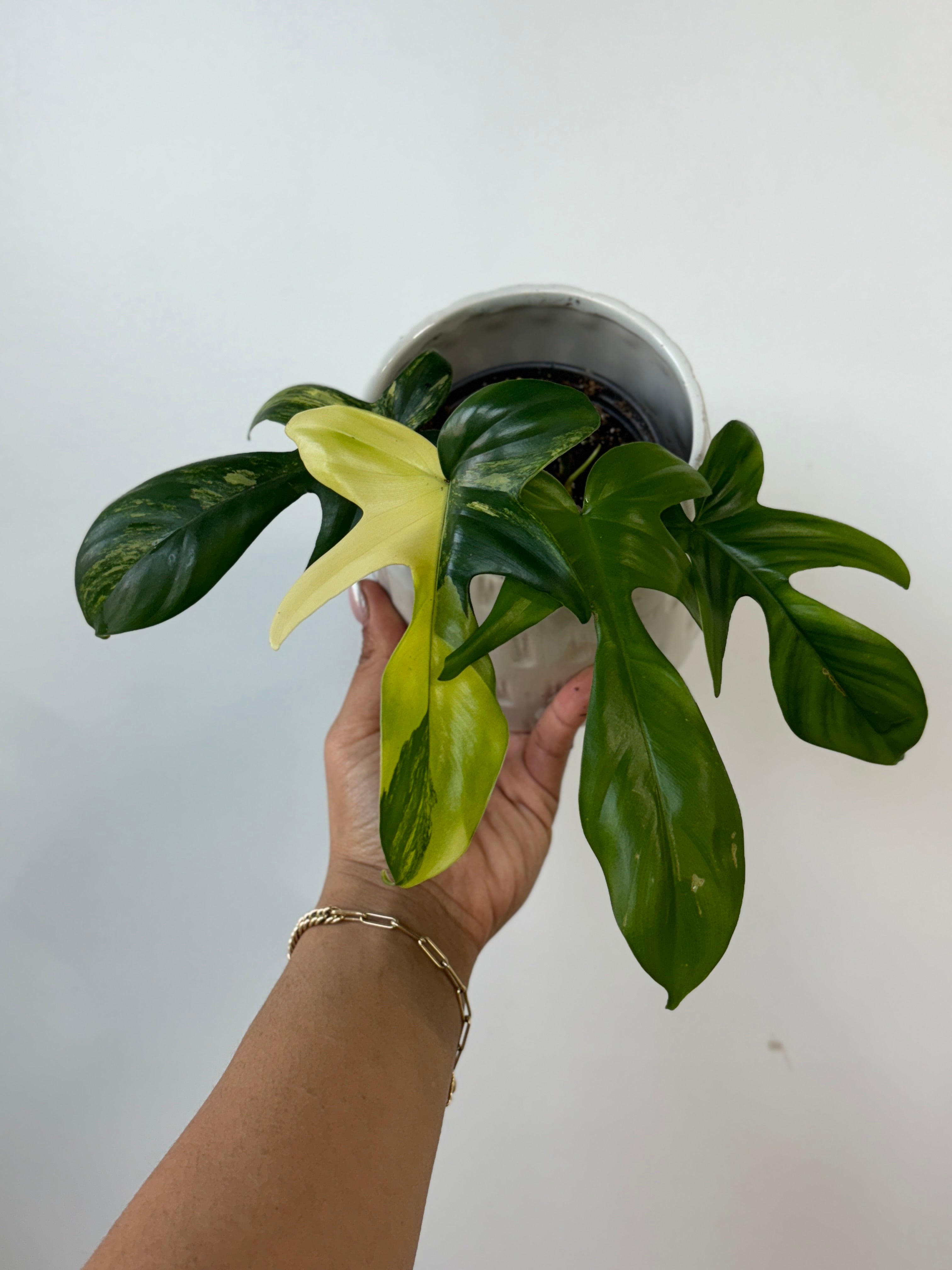 Philodendron Florida Alba Beauty Houseplant Collection Stock Image