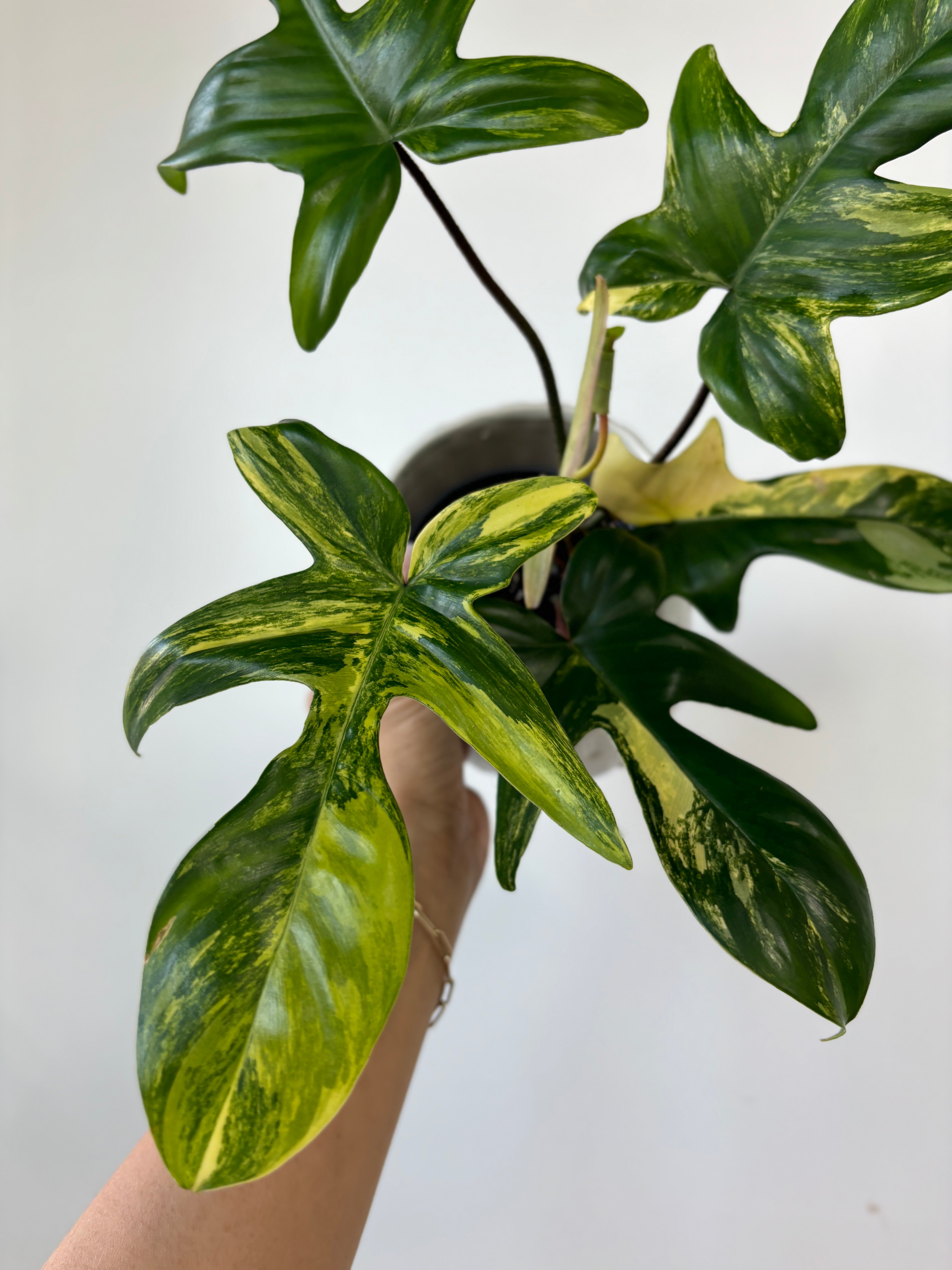 Philodendron florida beauty variegated free phyto deals + dhl