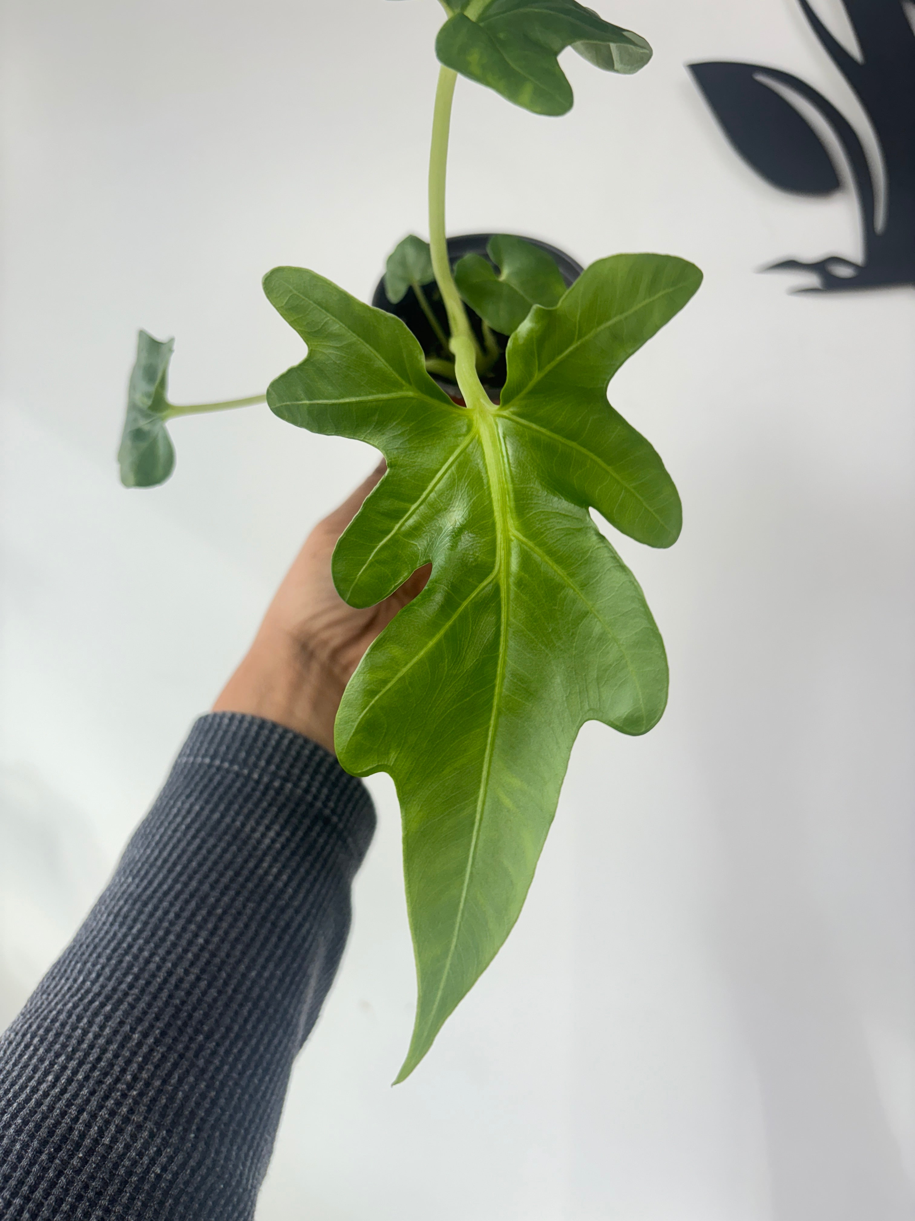 Alocasia Brancifolia