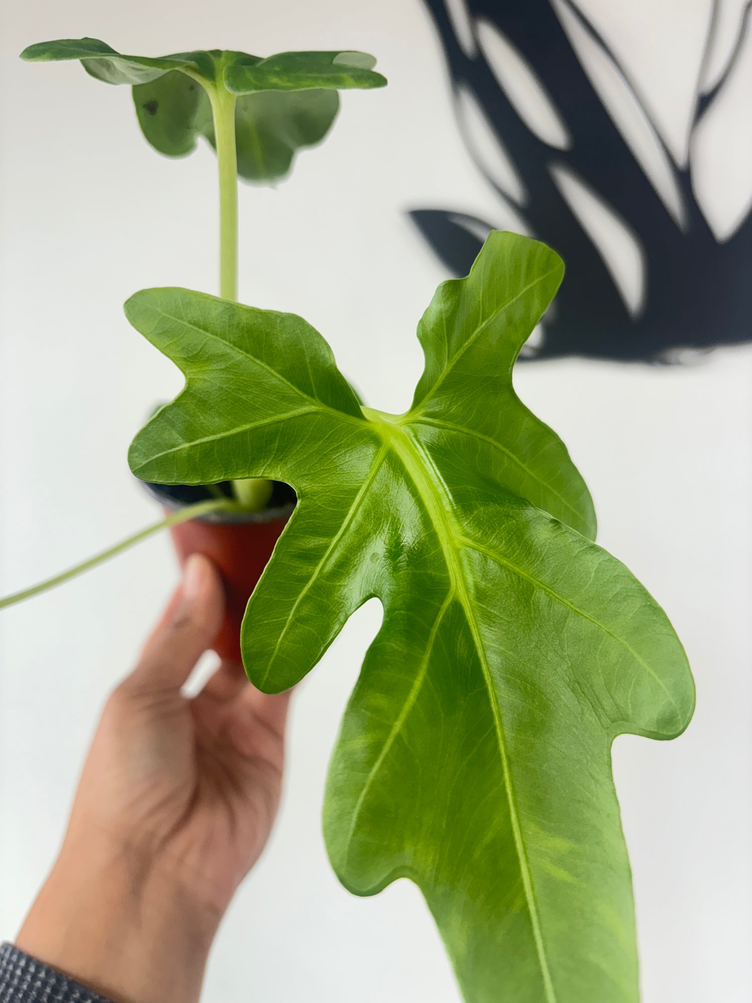 Alocasia Brancifolia