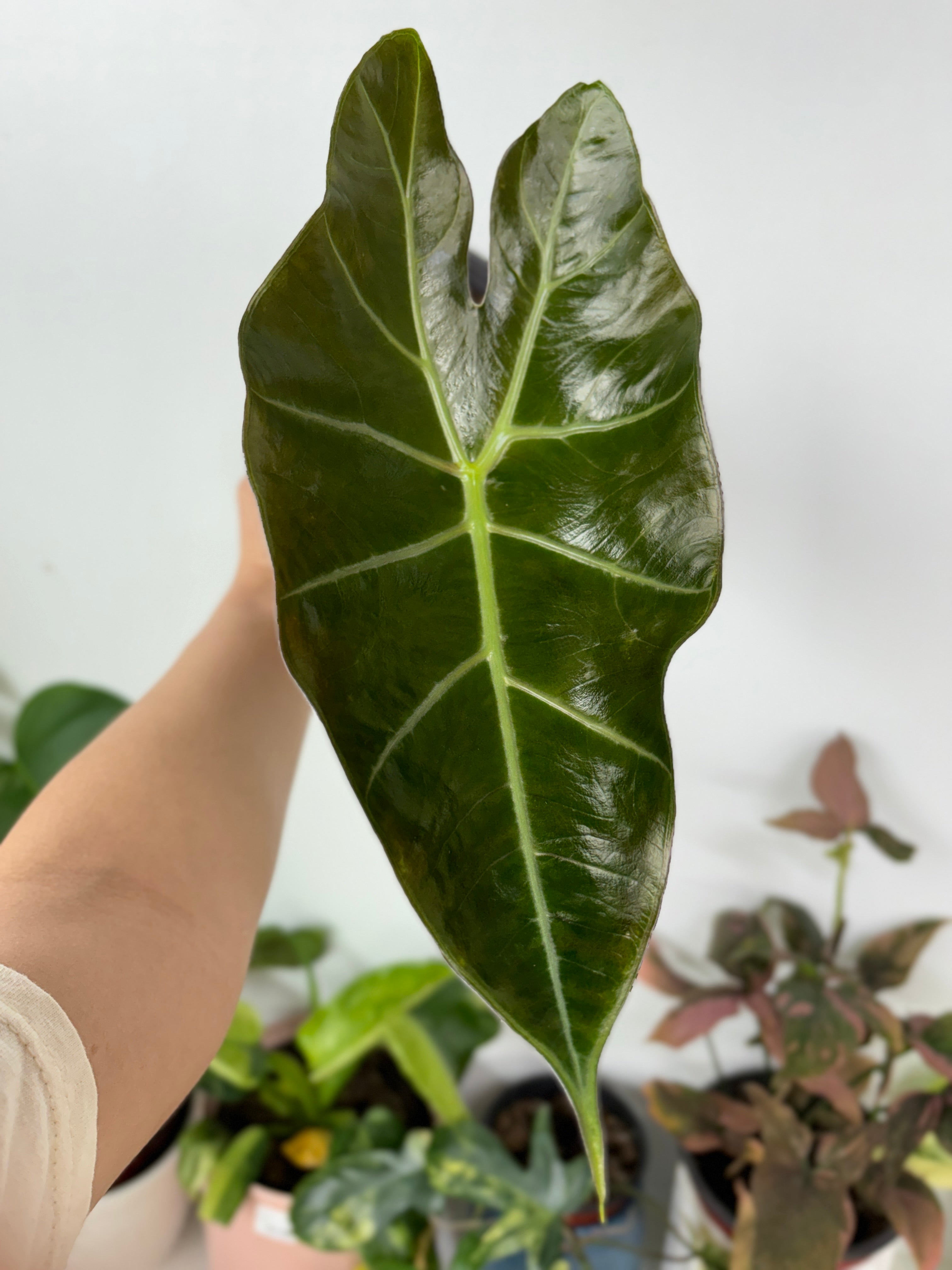 Alocasia Golden Bone