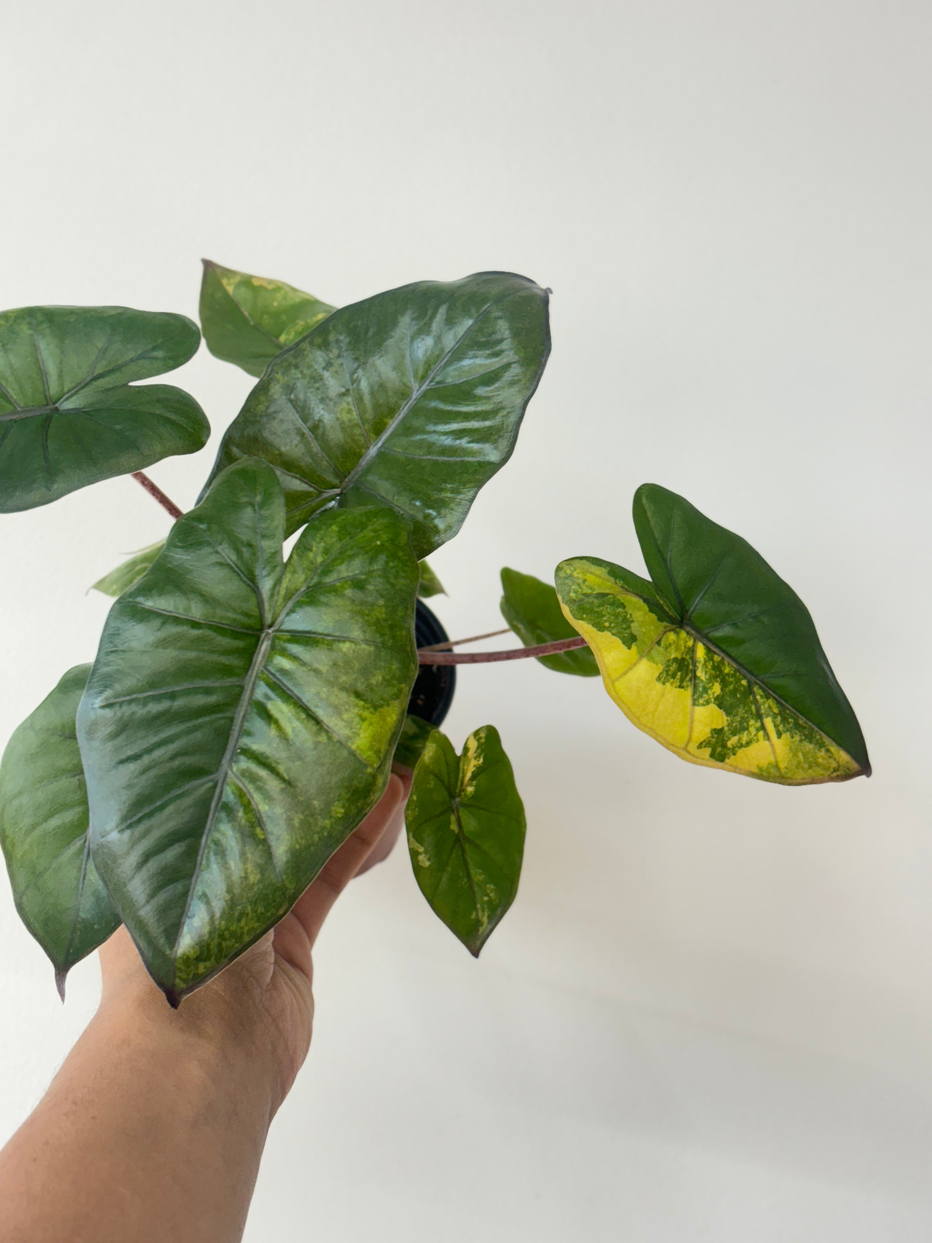 (A) Alocasia Yucatan Variegated