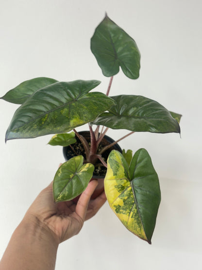 (A) Alocasia Yucatan Variegated