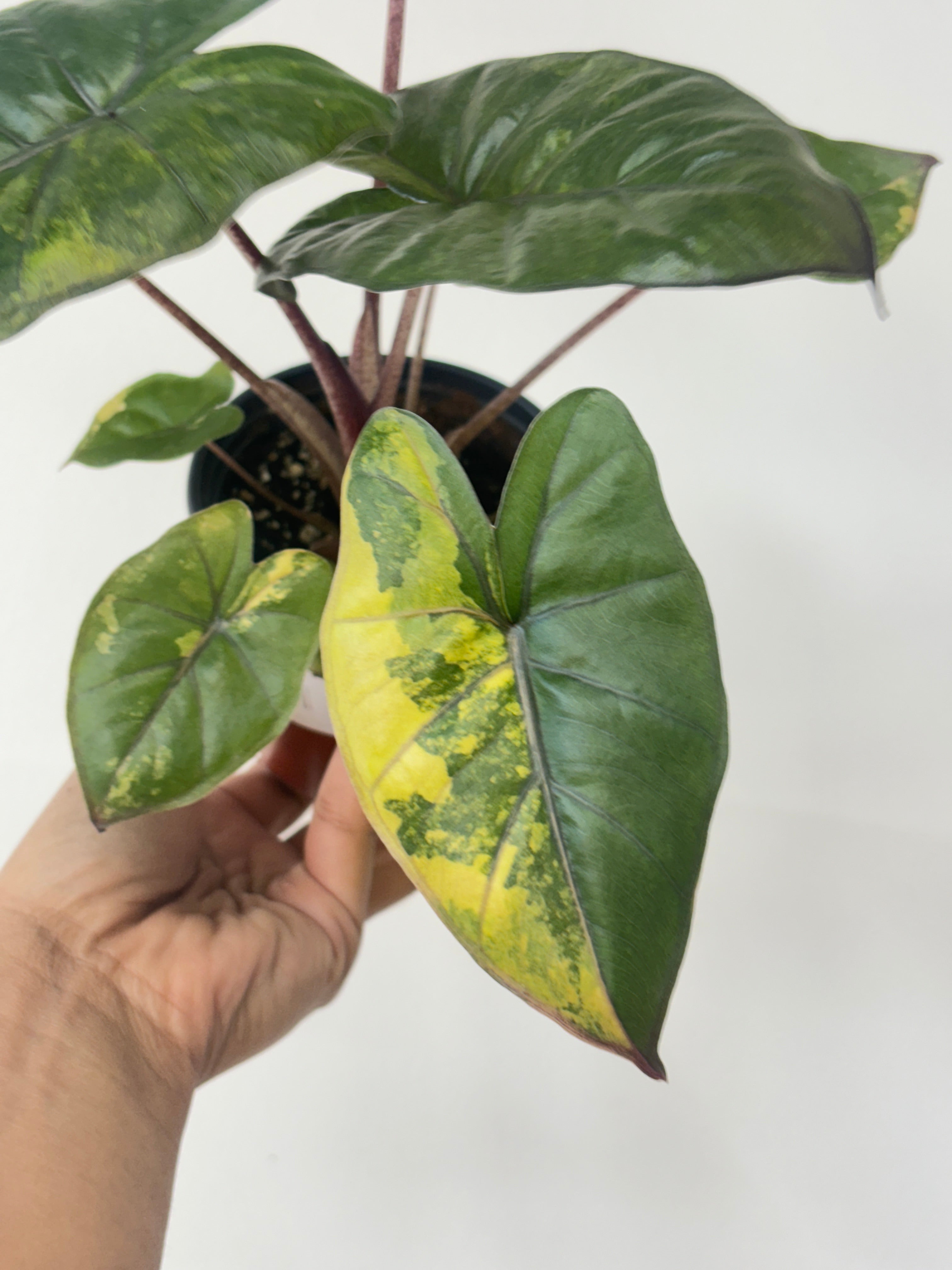 (A) Alocasia Yucatan Variegated