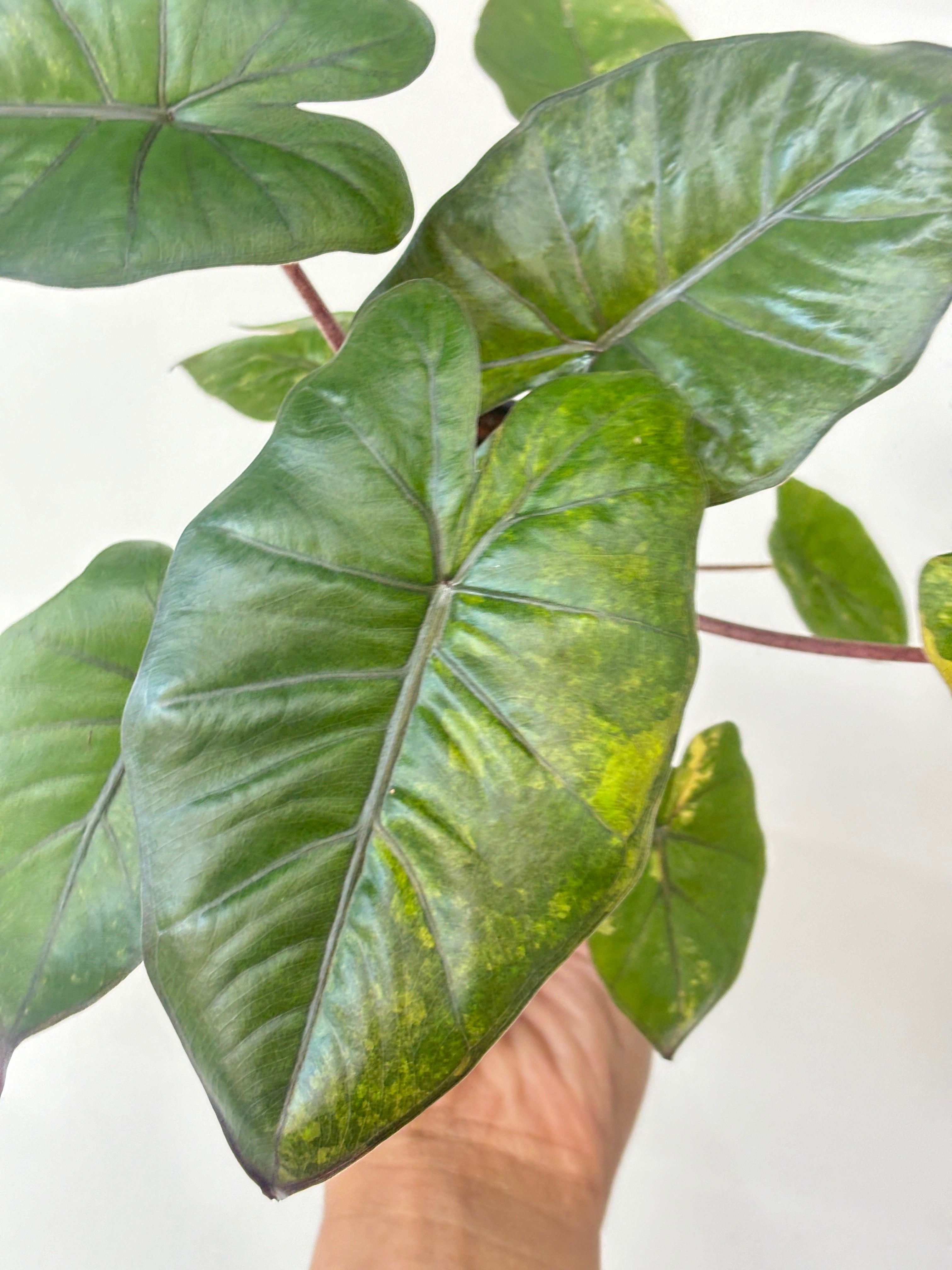 (A) Alocasia Yucatan Variegated