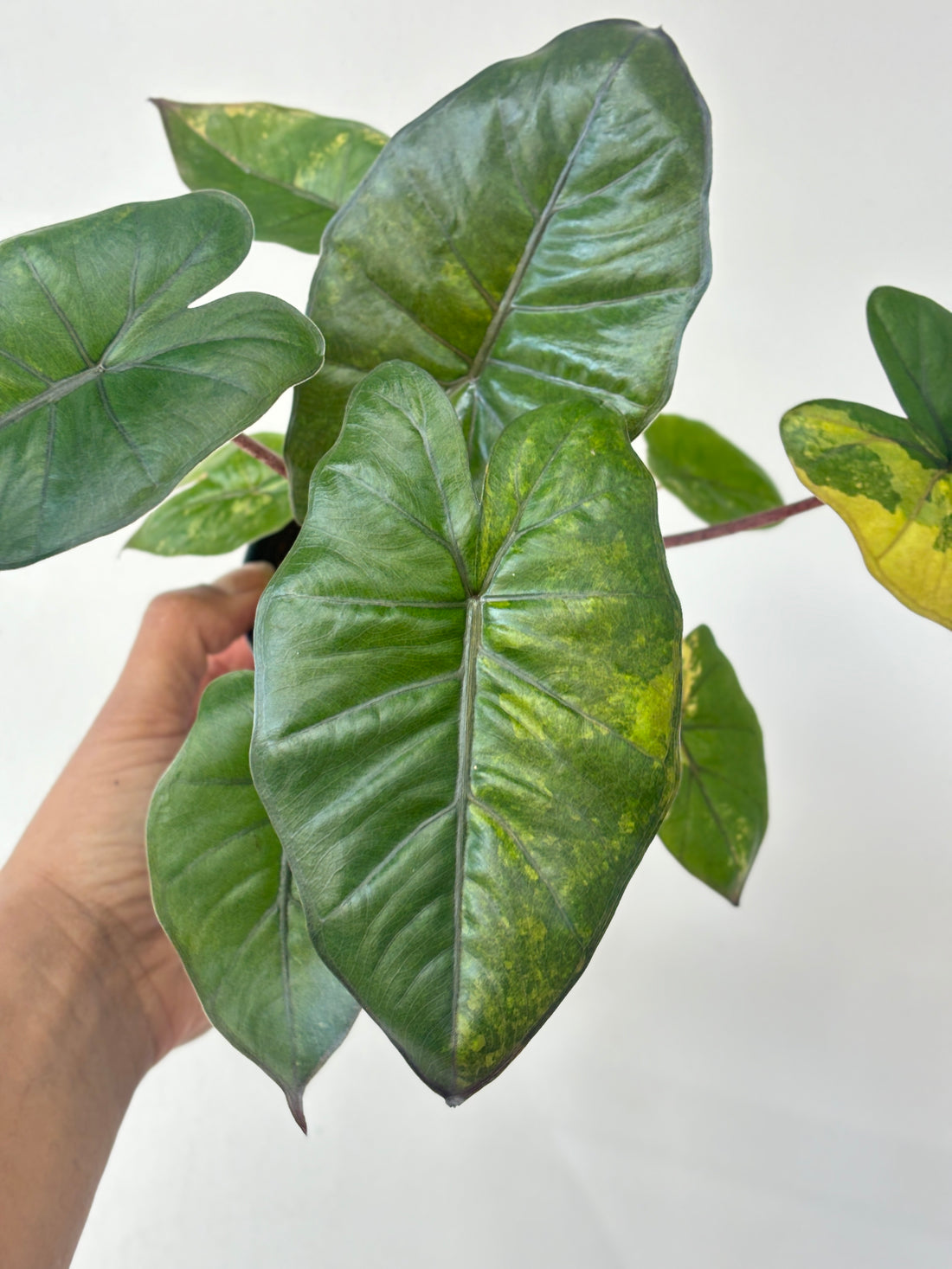 (A) Alocasia Yucatan Variegated